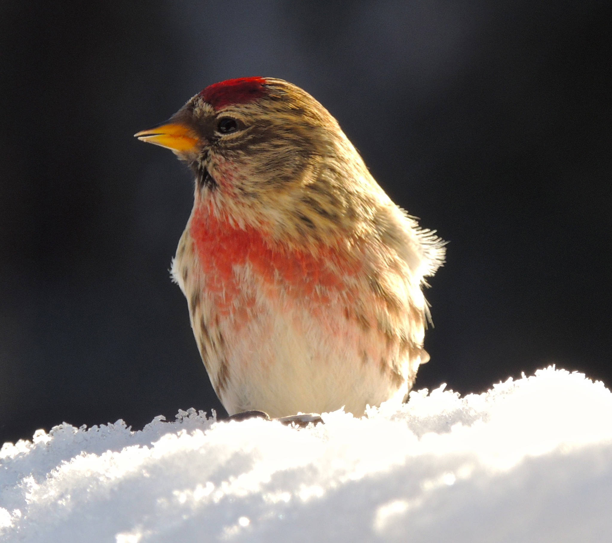 Common redpolls in Fairbanks. (Courtesy Photo | Anne Ruggles)