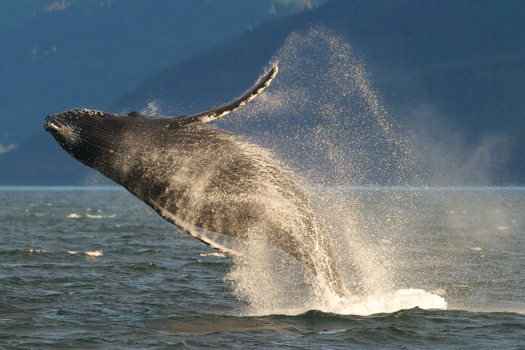 7 dead whales reported on Kodiak Island in 2018