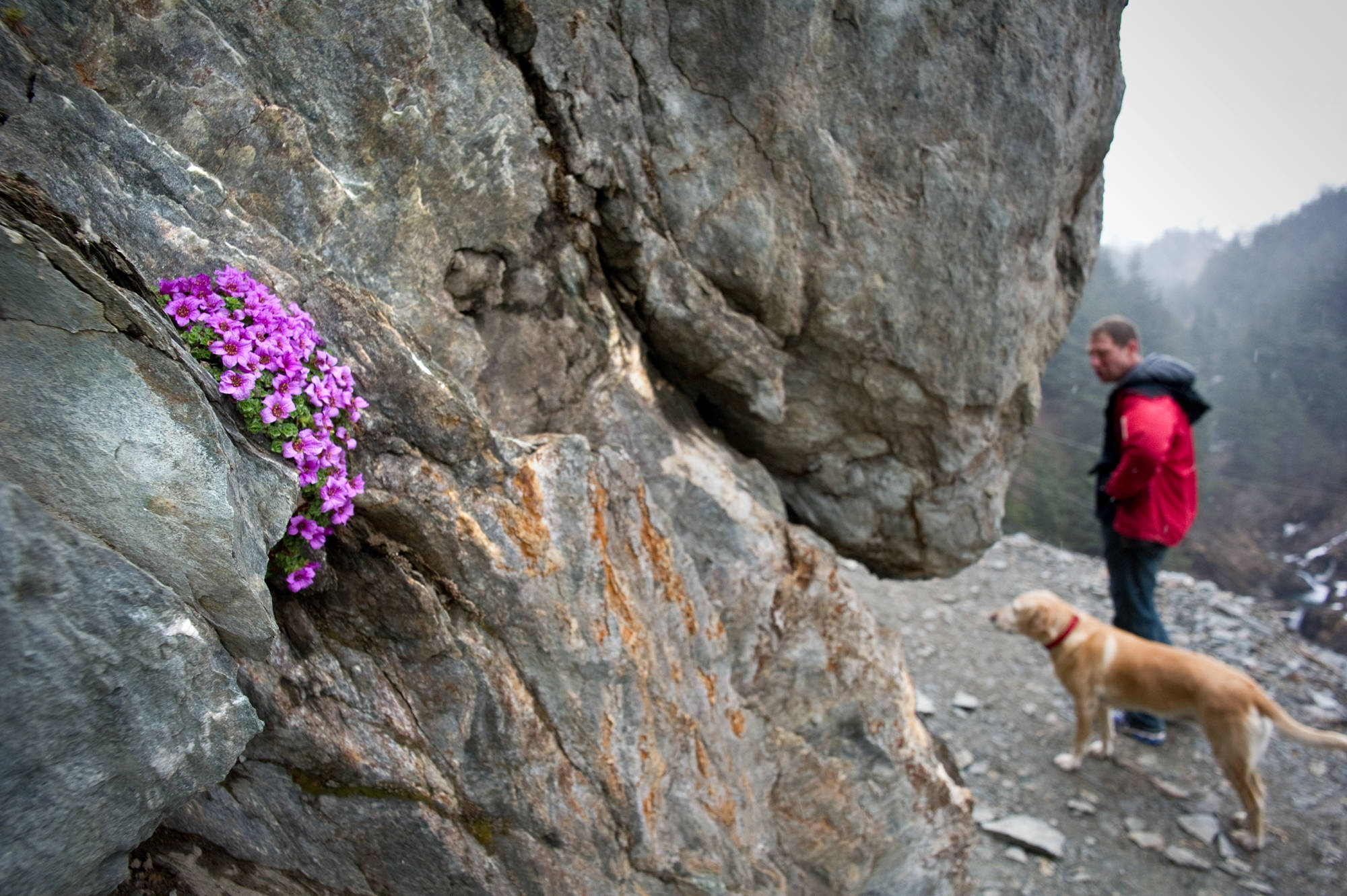 In this April 16, 2013 photo, Dr. Alan Gross and his dog, Sofie, pause near a patch of purple mountain saxifrage in bloom during their hike along the Perseverance Trail. (Michael Penn | Juneau Empire File)