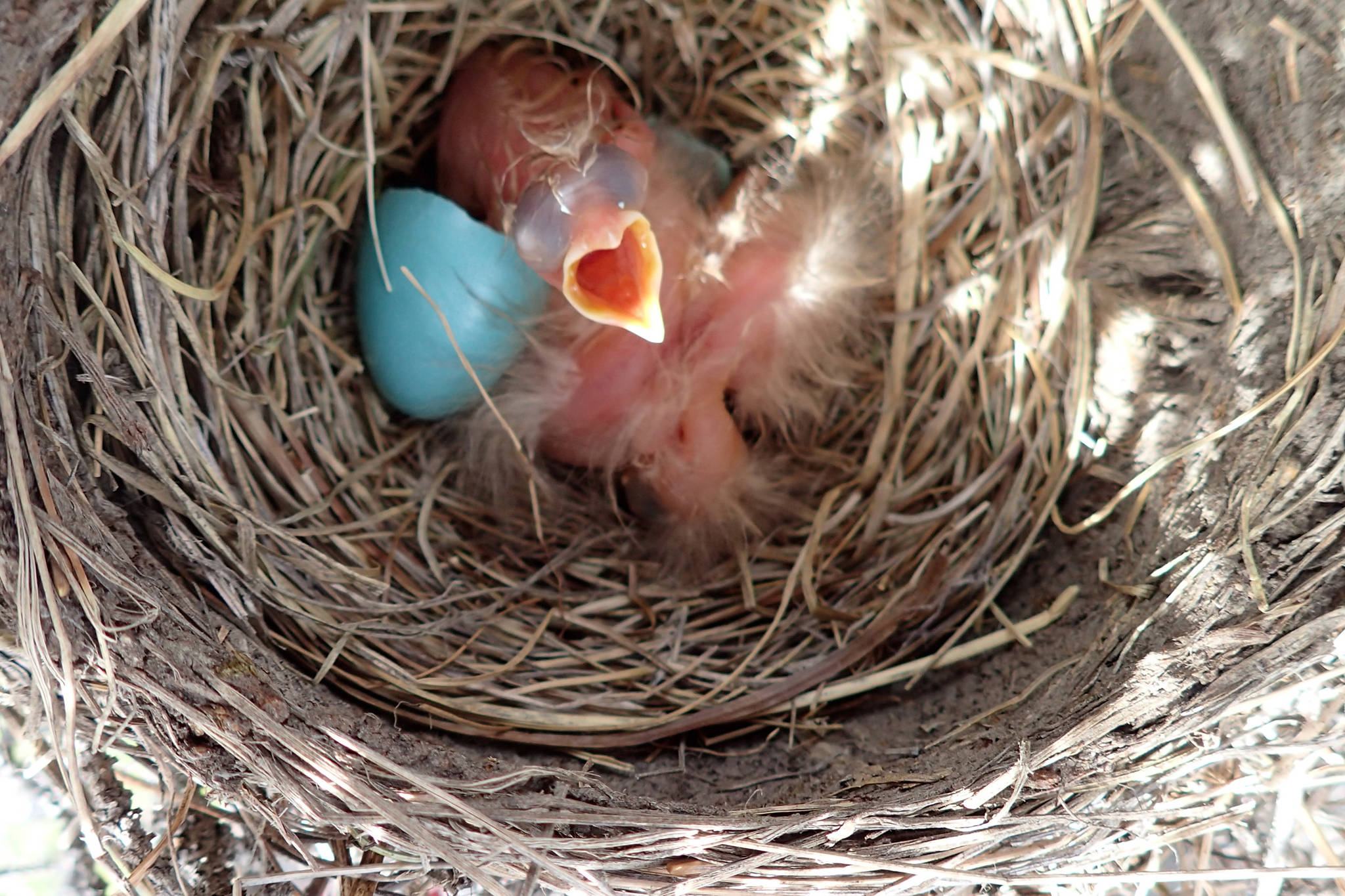 Birds large and small sniff their way through life