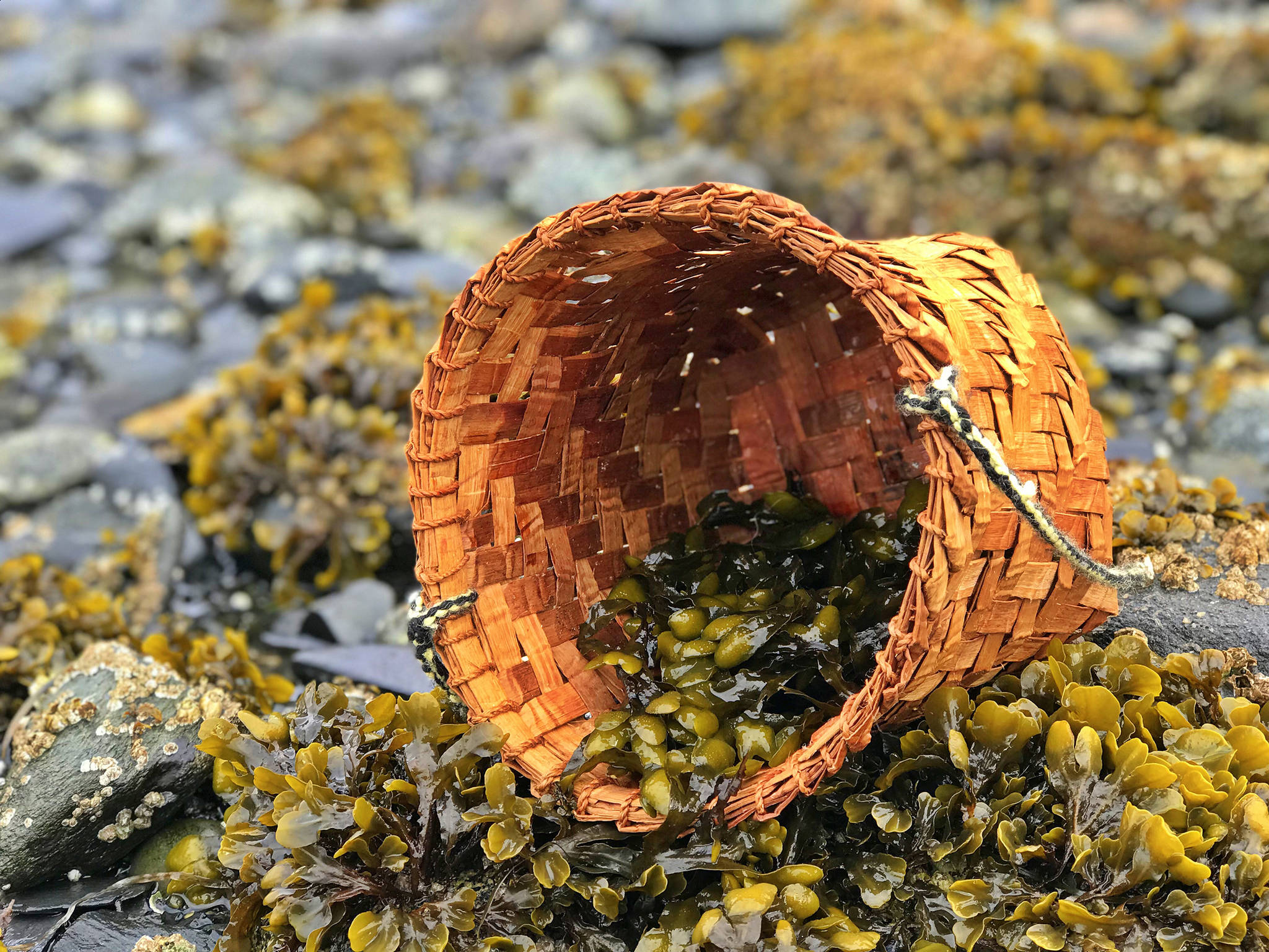 Popweed harvest and cedar basket. (Courtesy Photo | Vivian Faith Prescott)