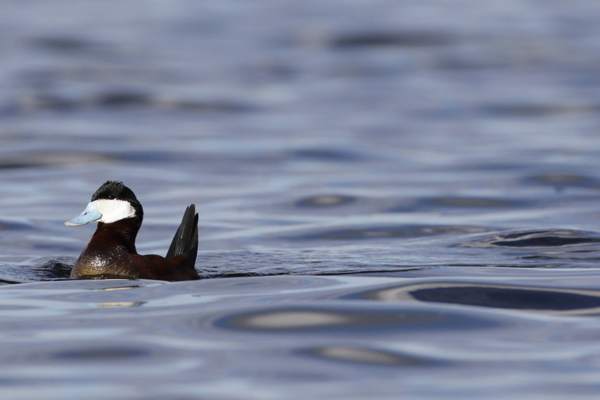 These ducks are among many moving northward