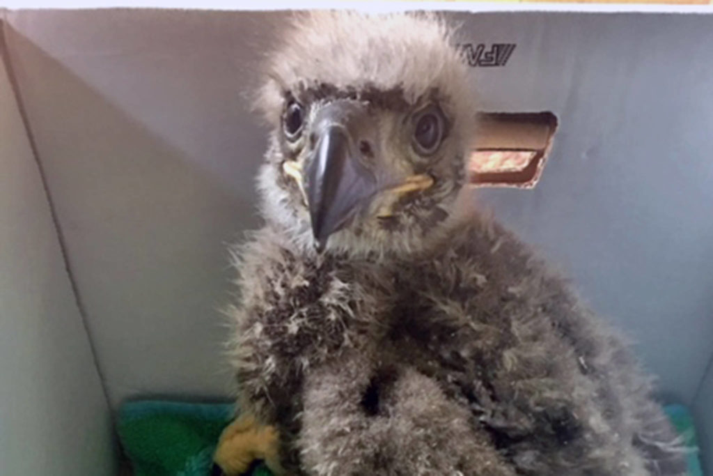 Adorable, fuzzy baby bald eagle found in Juneau backyard | Juneau Empire