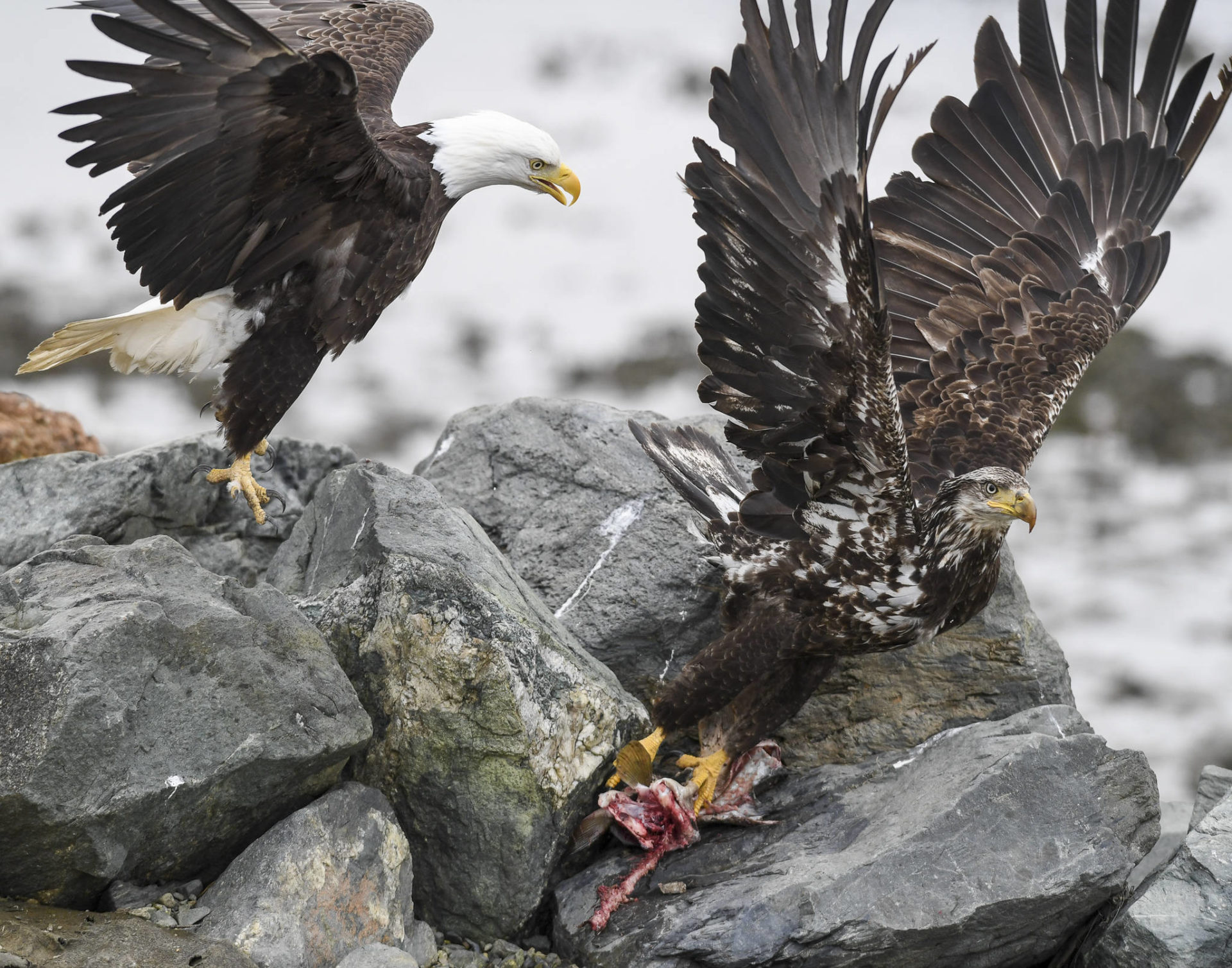 PHOTOS: Bald eagles feast near DIPAC | Juneau Empire