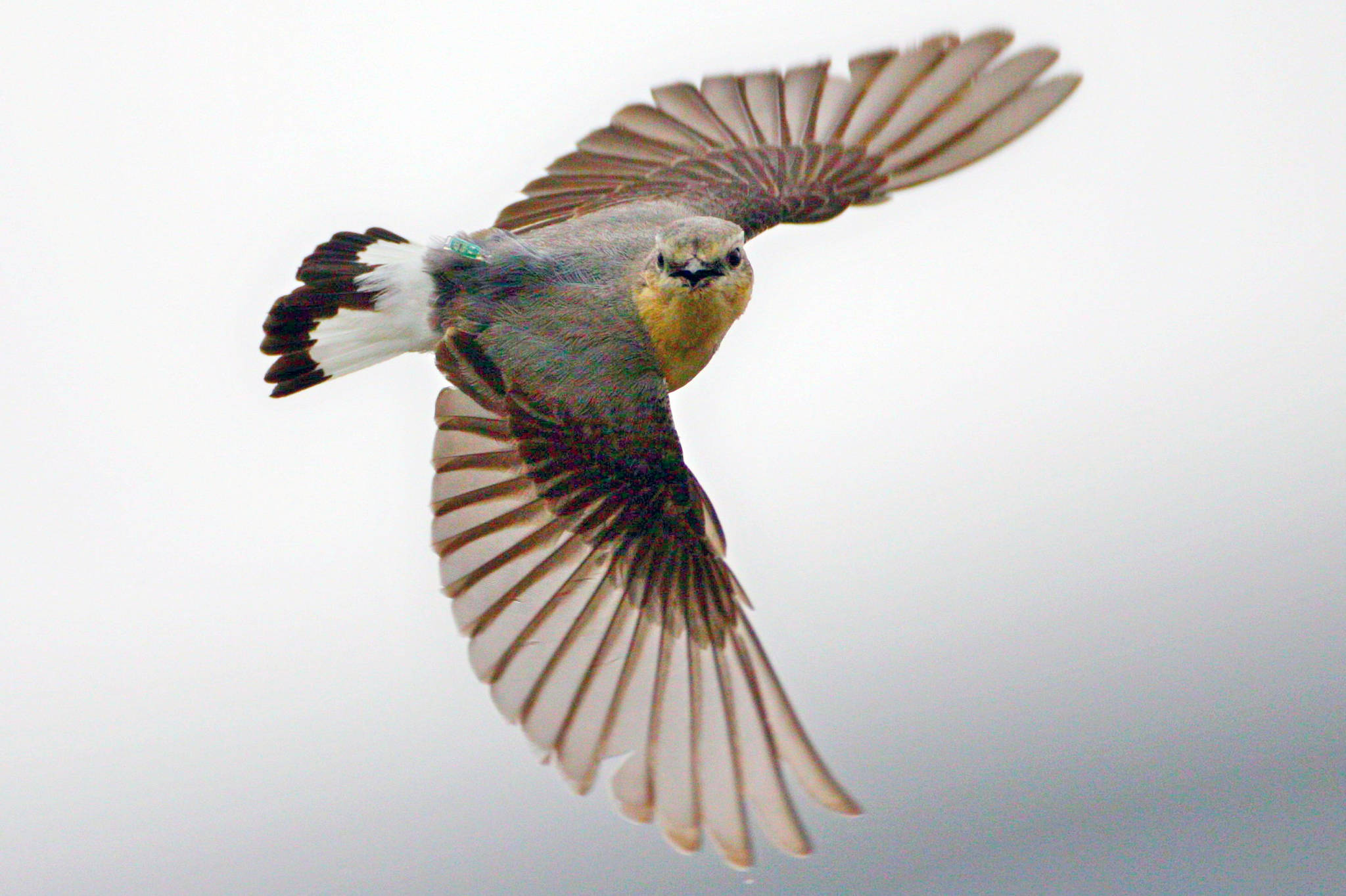 From Alaska to Africa: Northern wheatears now on remarkable journey