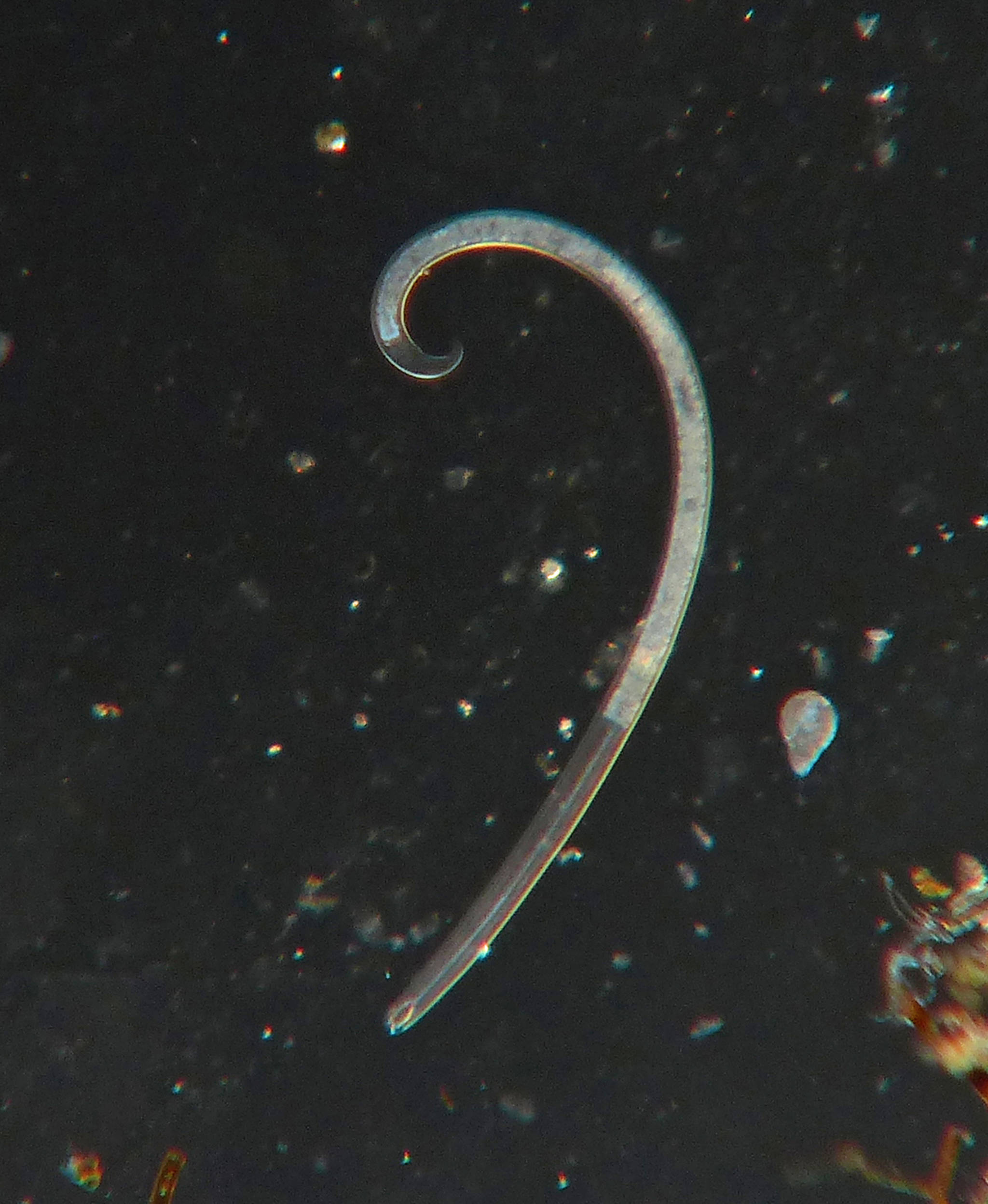 worm under microscope