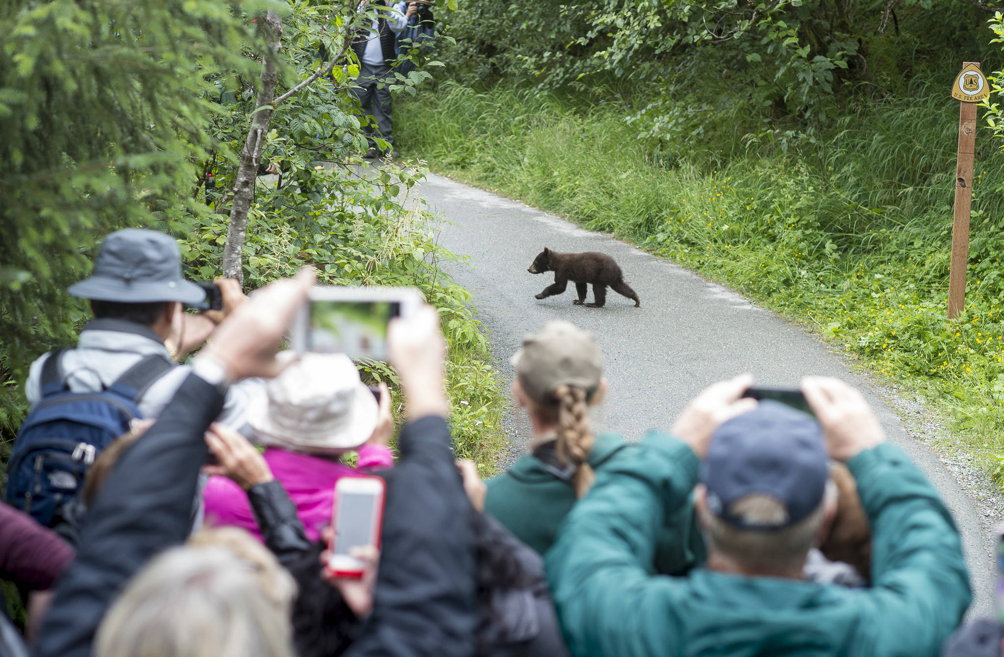 In this file photo, tourists watch as one of two cubs belonging to an 18-year-old sow black bear crosses the path between groups of tourists visiting the Mendenhall Glacier Visitor Center on Wednesday, July 18, 2018. (Michael Penn | Juneau Empire file)