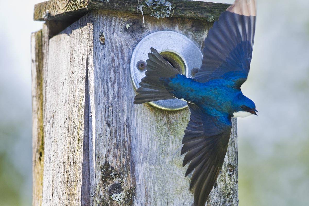 Tree swallow box project seeks to understand the vanishing population ...