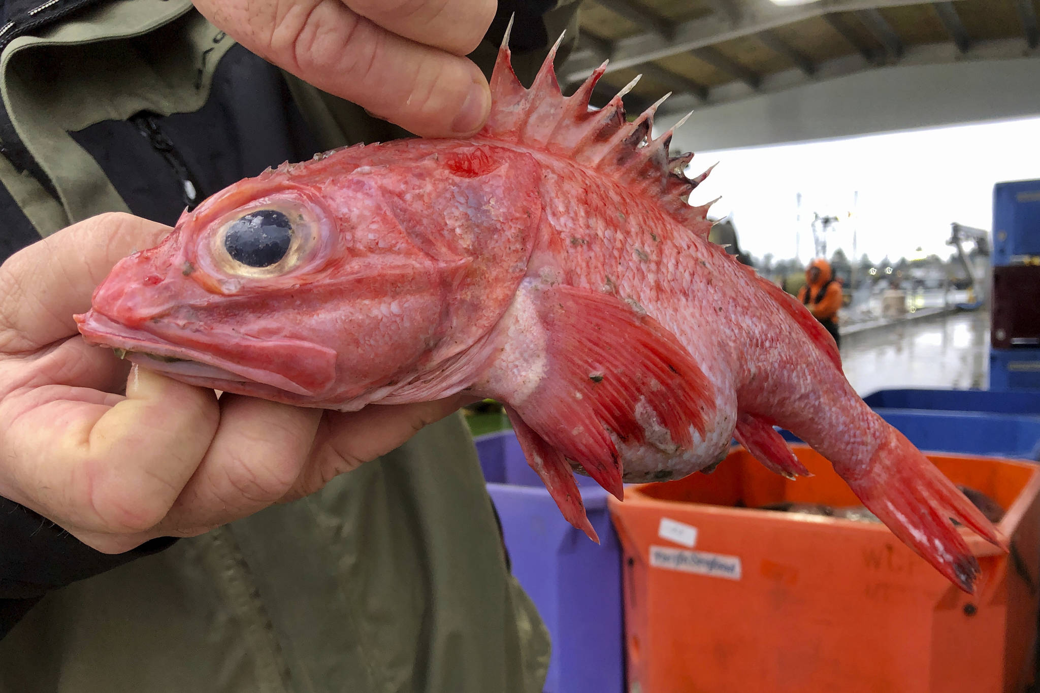 In this Dec. 11, 2019 photo, Kevin Dunn, who fishes off the coasts of Oregon and Washington, holds a rockfish at a processing facility in Warrenton, Oregon. A rare environmental success story is unfolding in waters off the U.S. West Coast as regulators in January 2020 are scheduled to reopen a large area off the coasts of Oregon and California to groundfish bottom trawling fishing less than two decades after authorities closed huge stretches of the Pacific Ocean due to the species’ depletion. (AP Photo/Gillian Flaccus)