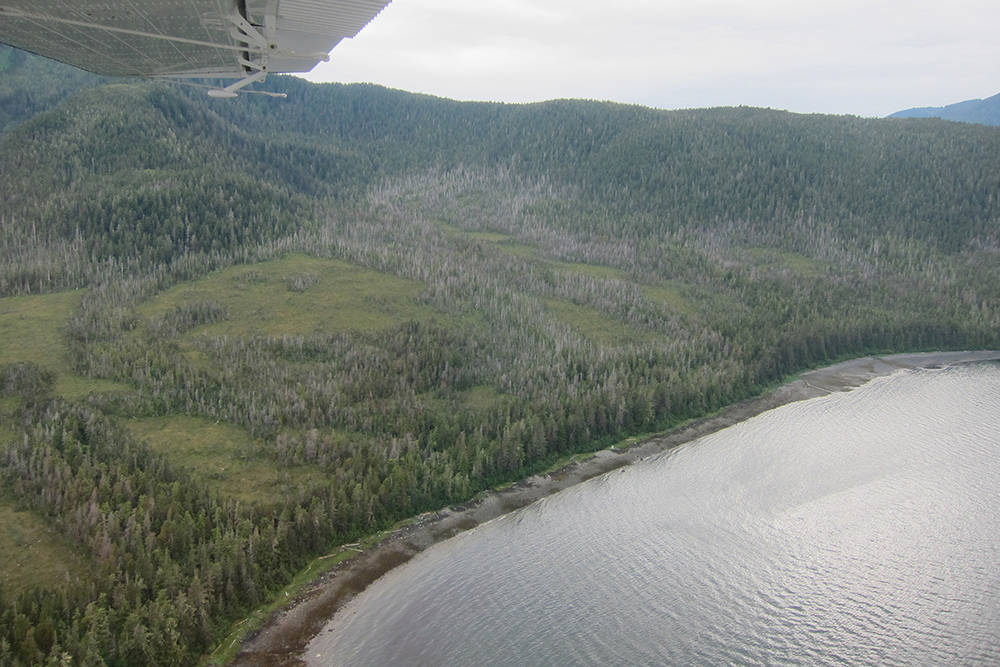 The grey “ghost” trees visible on North Kupreanof Island are dead yellow-cedar stands. (Courtesy photo | Allison Bidlack)