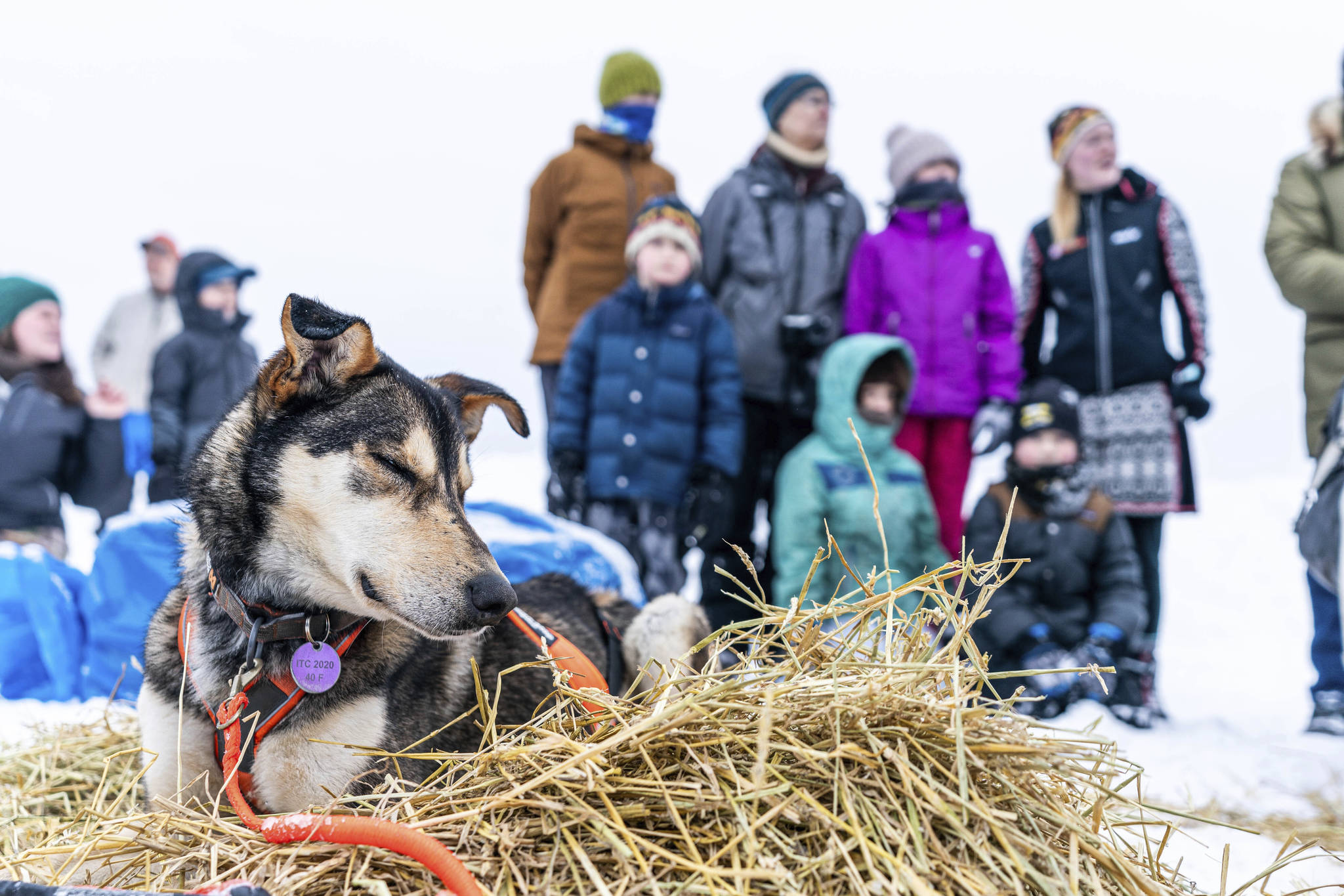 Iditarod loses another major sponsor