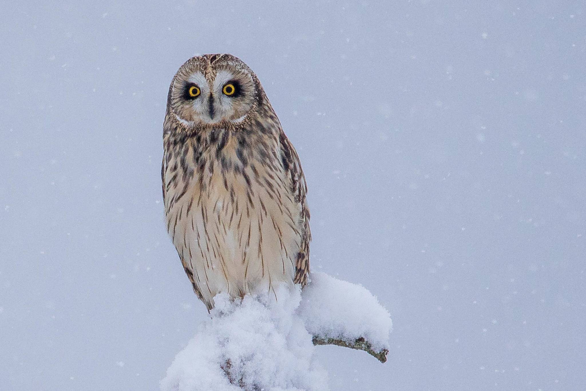 A walk near the airport leads to a rare owl sighting