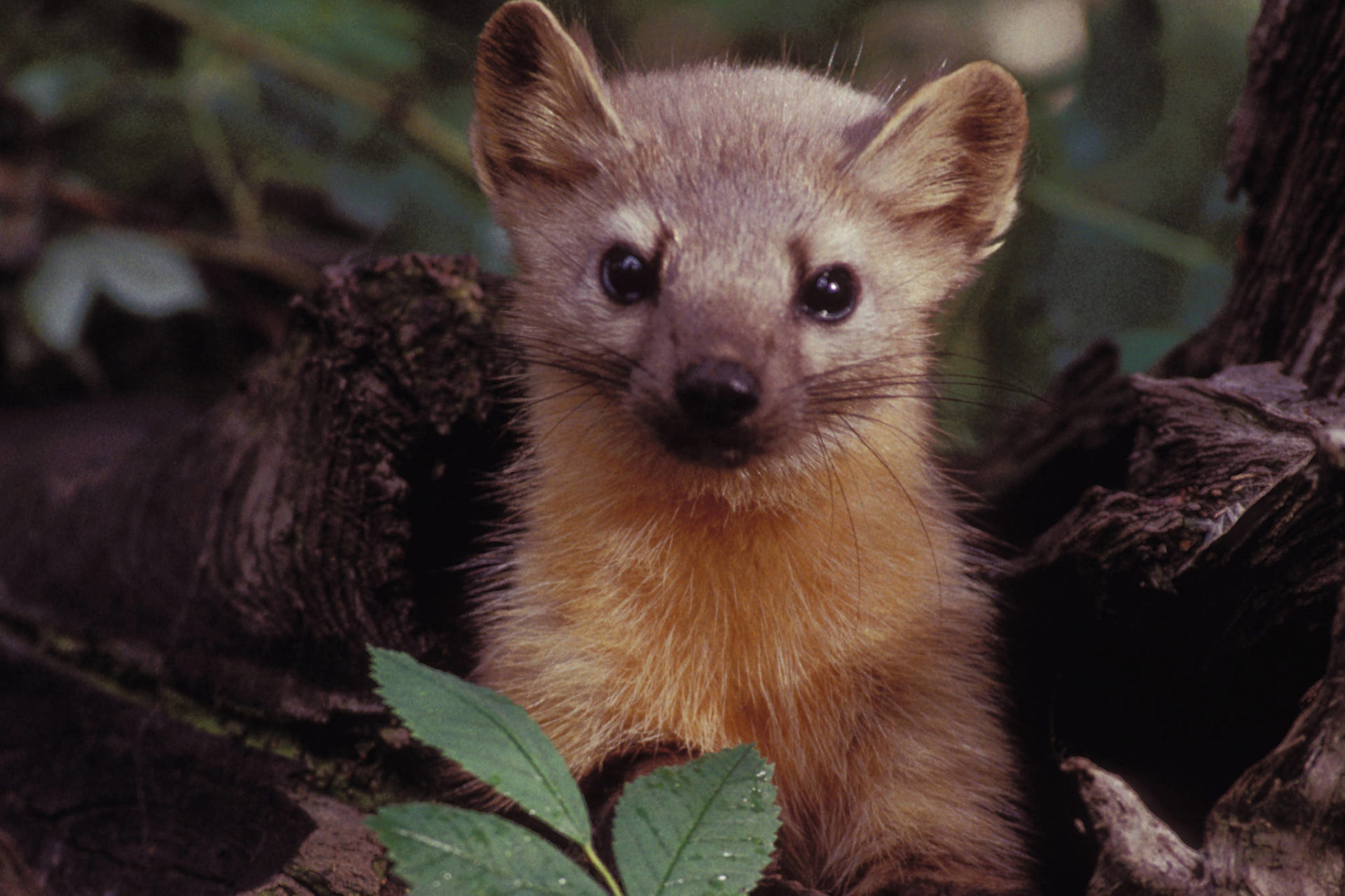 Weaseling out: Learn more about forest creatures | Juneau Empire