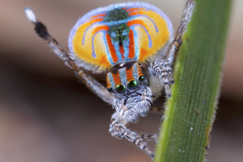 Jumping spiders have a mysterious nighttime habit