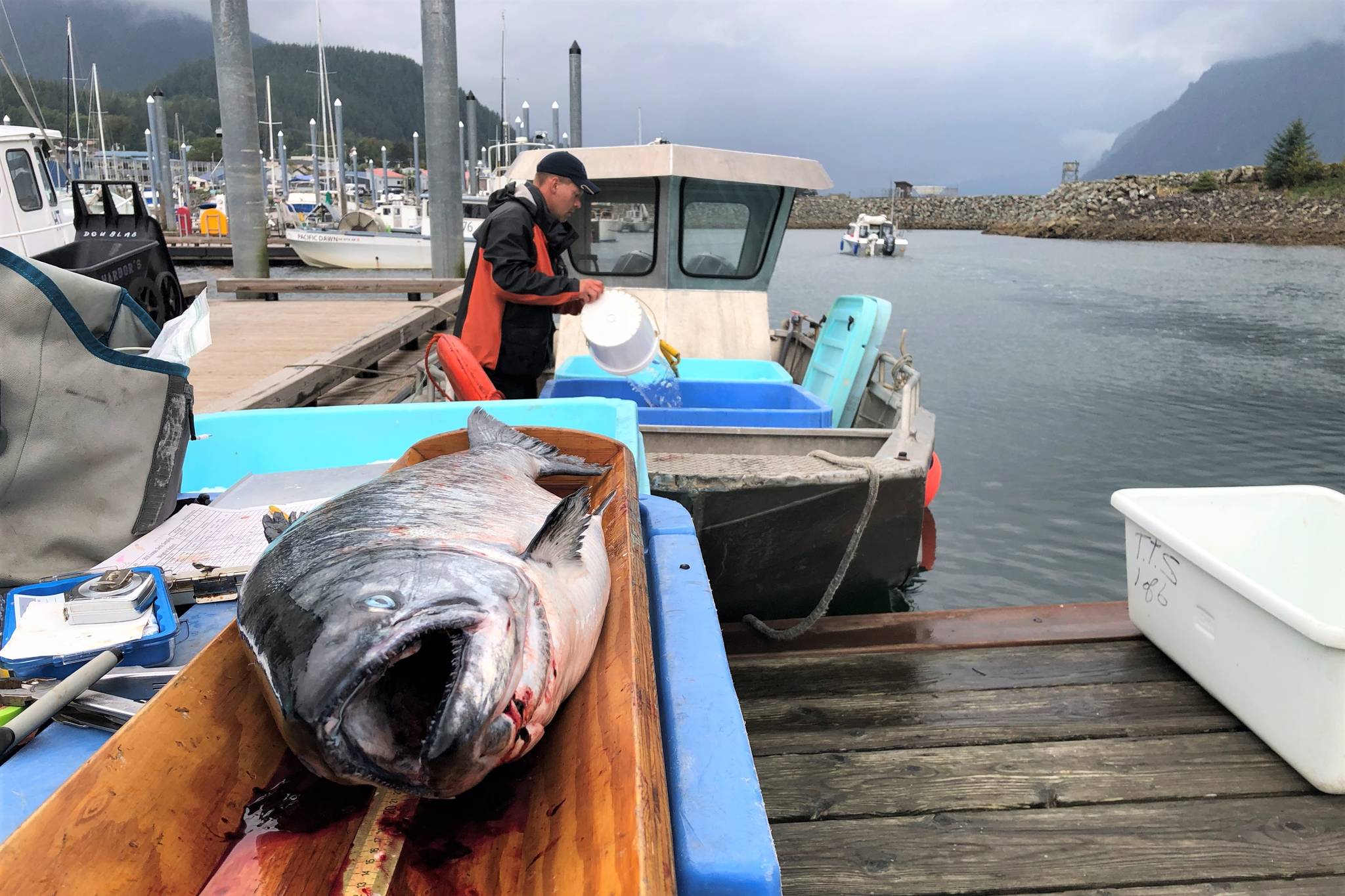 A king salmon is laid out for inspection by Alaska Department of Fish and Game at the Mike Pusich Douglas Harbor officials at last year’s Golden North Salmon Derby on Aug. 25, 2019. Despite some setbacks the derby will take place this year, though with some changes to adapt to the coronavirus pandemic. (Peter Segall / Juneau Empire File)