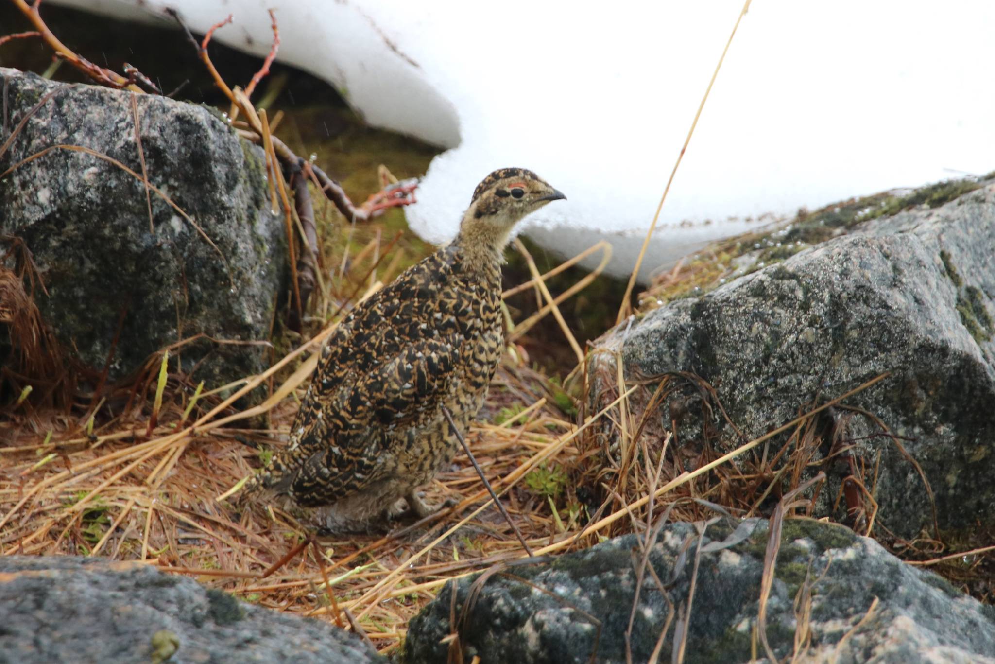 This photo shows a watchful young ptarmigan in Granite Basin. (Courtesy Photo / David Bergeson)