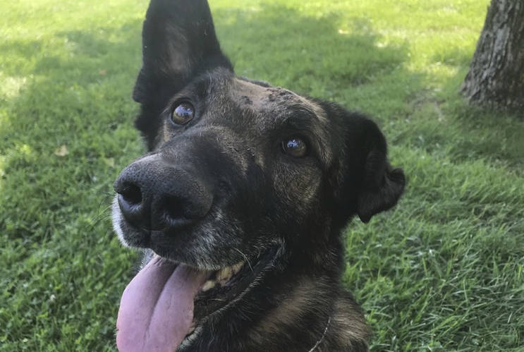 Forest Service police dog survives second stabbing attack