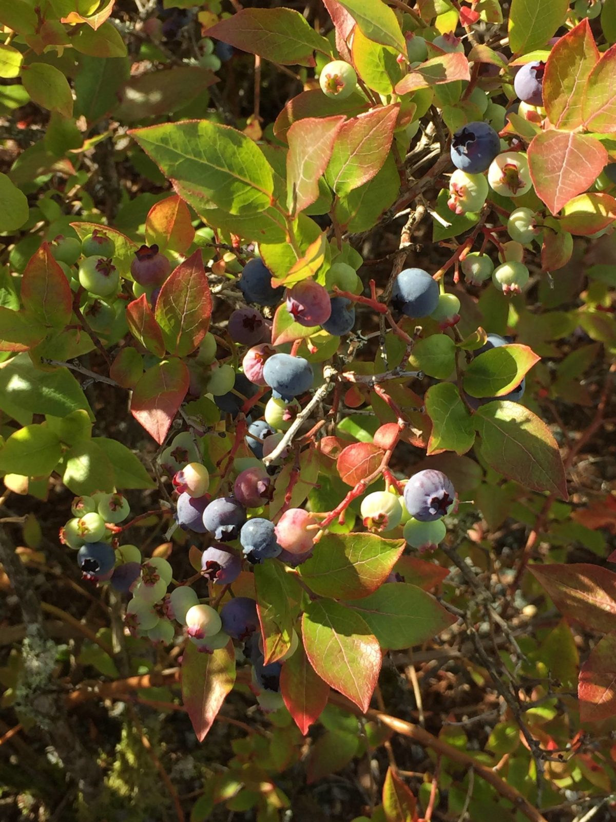 Planet Alaska: A berry by any other name would taste as sweet | Juneau ...