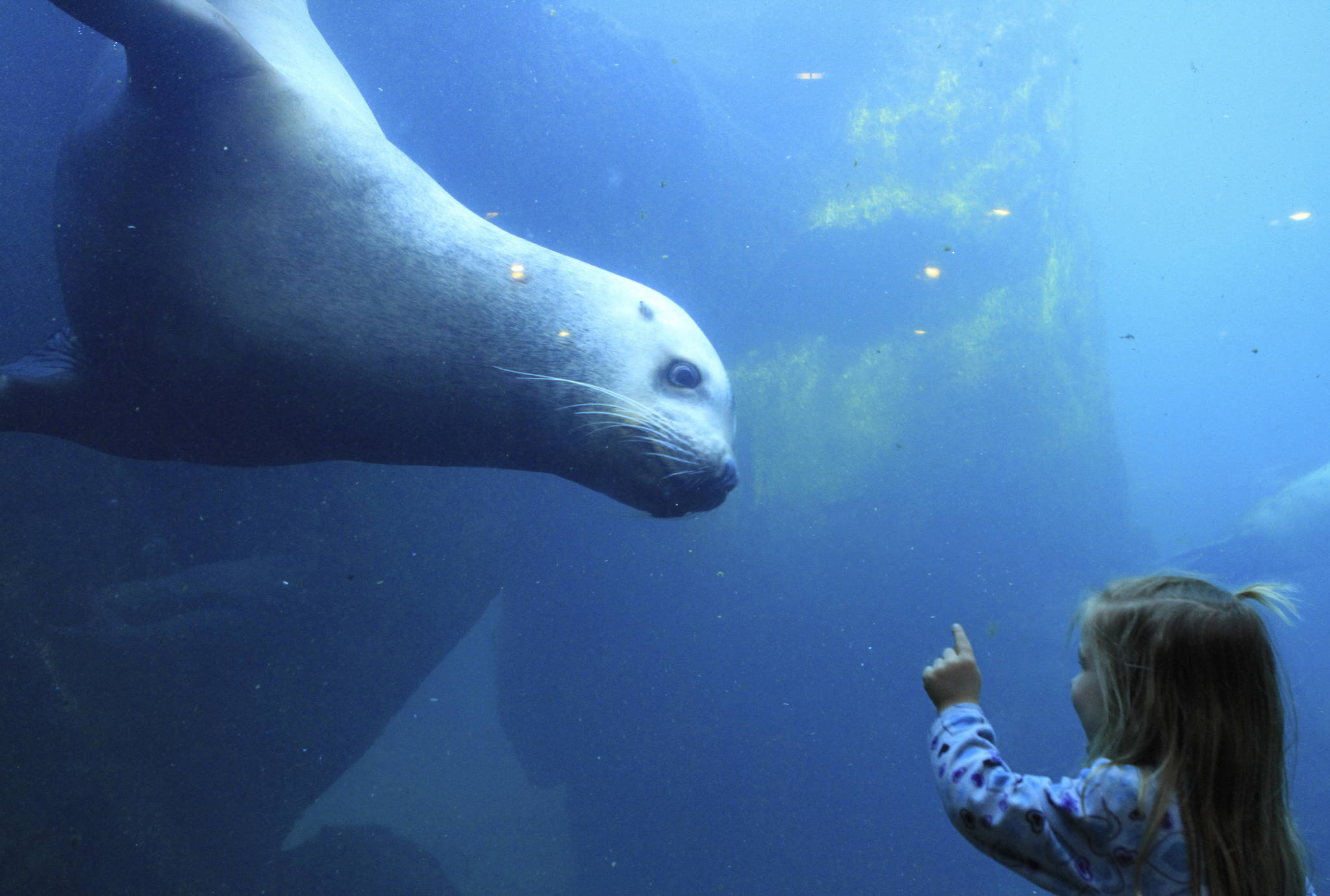 Elin Lunoe, and Pilot, a Steller sea lion, check each other out at a tank at the Alaska SeaLife Center in Seward in this February 2015 photo.  The Alaska SeaLife Center is among the recipients of U.S. Fish and Wildlife Conservation Commission funds. (AP Photo/Dan Joling)