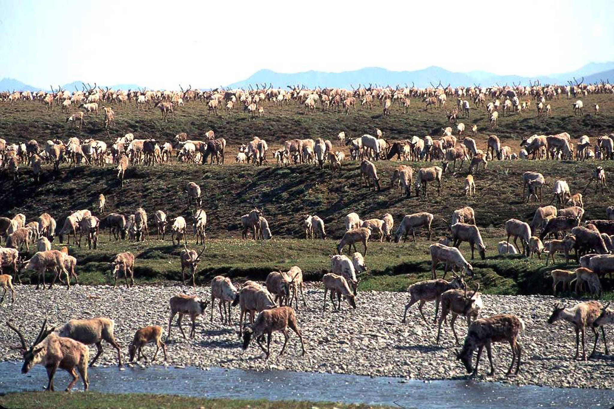 Caribou from the Porcupine Caribou Herd migrate onto the coastal plain of the Arctic National Wildlife Refuge in northeast Alaska. The Trump Administration has paved the way for an oil and lease sale in Alaska's pristine Arctic National Wildlife Refuge scheduling a lease sale for Jan. 6, 2021, before the president leaves office later next month. (Courtesy Photo / U.S. Fish and Wildlife Service)