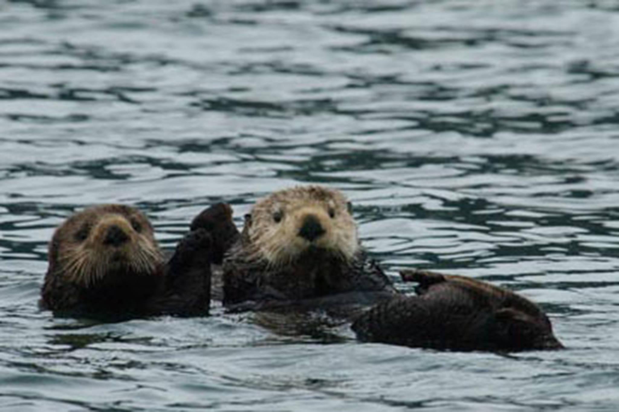 sea otter holding hands quote
