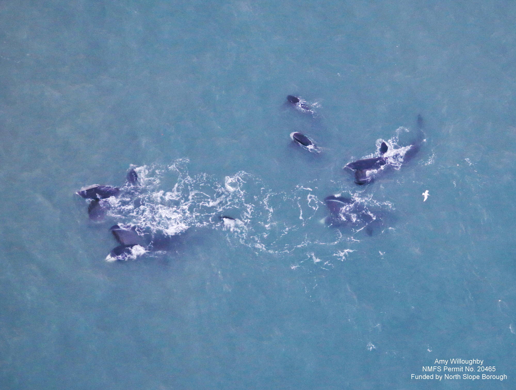 A group of bowhead whales feeds off the northern coast of Alaska in fall 2020. (Courtesy Photo / Amy Willoughby)