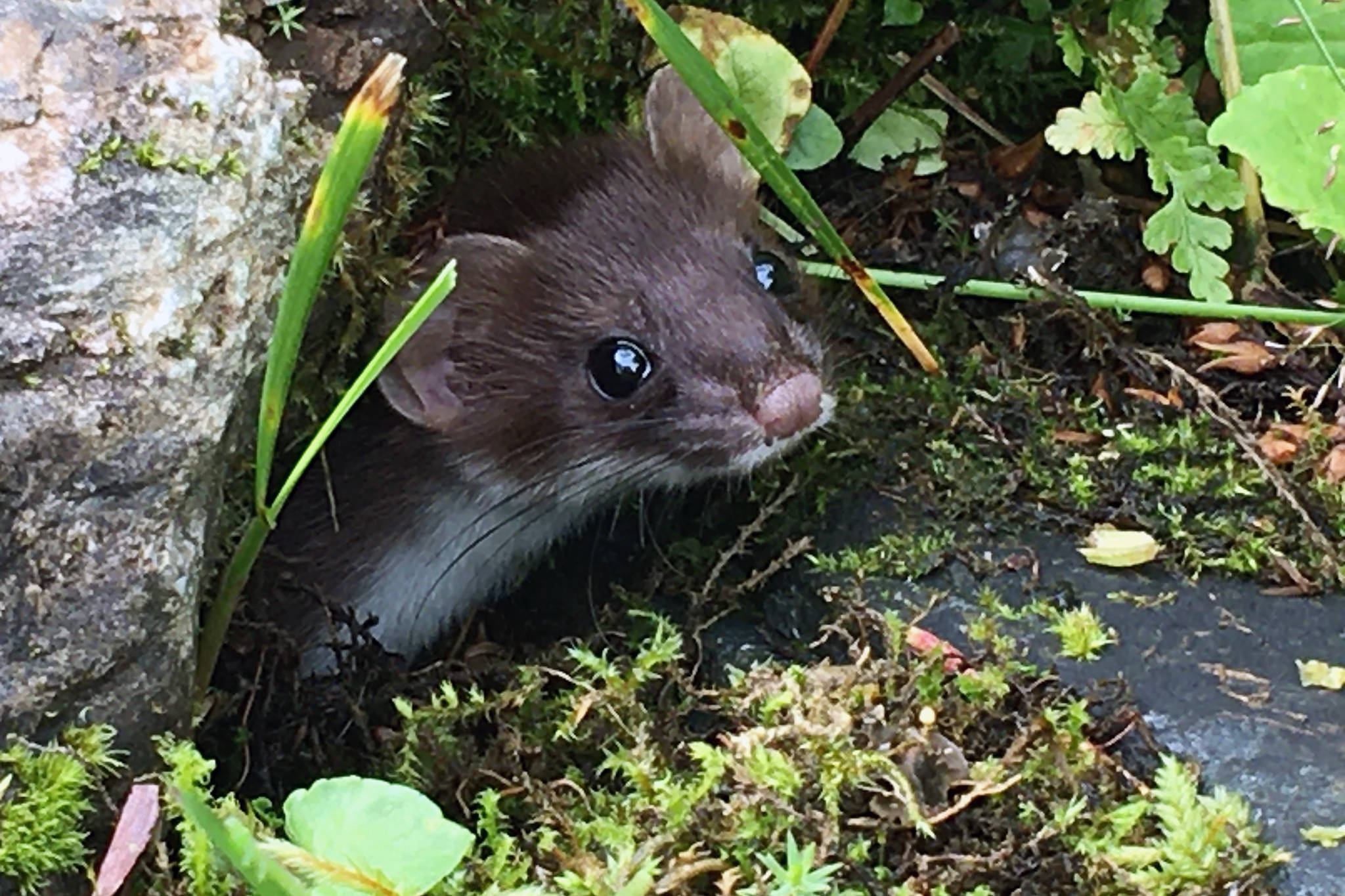 This photo shows an ermine with a brown summer coat seen on Perseverance Trail on Aug. 19, 2020. (Courtesy Photo / Marsha Squires)