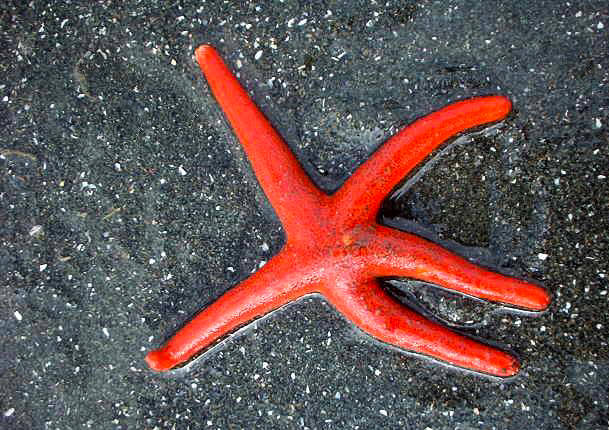 A colorful blood star, which feeds in several distinct ways. (Courtesy Photo / Kerry Howard)