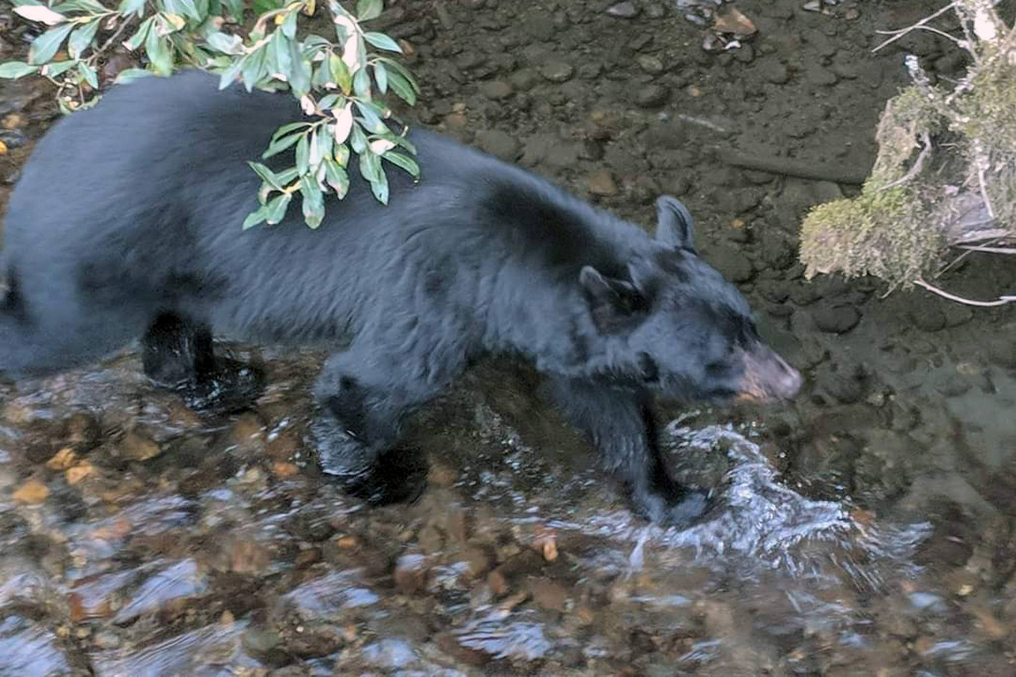 A bear splashes through Steep Creek in this September 2018 photo. The non-elevated portions of the Steep Creek Trail will close beginning Friday, the U.S. Forest Service announced. (Ben Hohenstatt / Juneau Empire File)