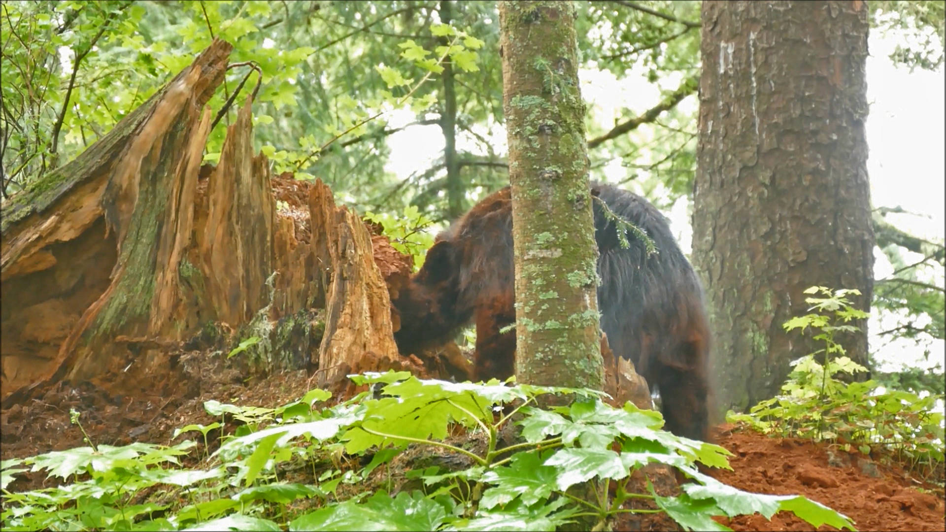 Courtesy Photos / Bob Armstrong 
A black bear inspects a rotten stump that holds an ant colony. Below left, an ant carries a pupa in an attempt to rescue it.