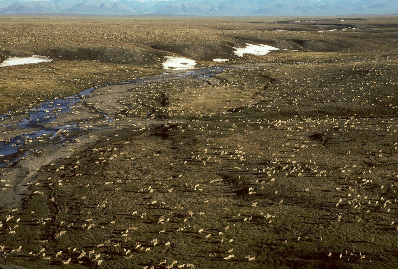 U.S. Fish and Wildlife Service 
This undated aerial photo provided by U.S. Fish and Wildlife Service shows a herd of caribou on the Arctic National Wildlife Refuge in northeast Alaska. The Biden administration is suspending oil and gas leases in Alaska’s Arctic National Wildlife Refuge as it reviews the environmental impacts of drilling in the remote region.