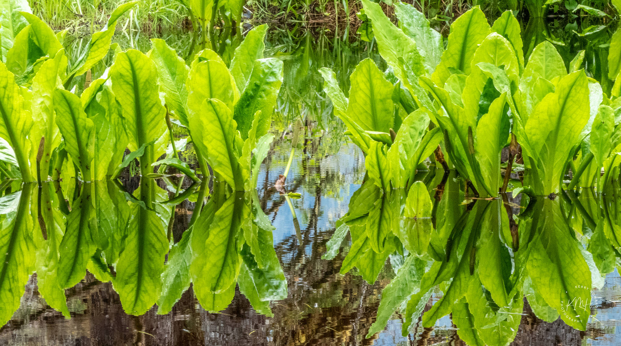 Skunk cabbage, shown in this undated photo, is not very cabbage-y and not at all skunky. Many common English names for plants are misnomers. (Courtesy Photo / Kerry Howard)