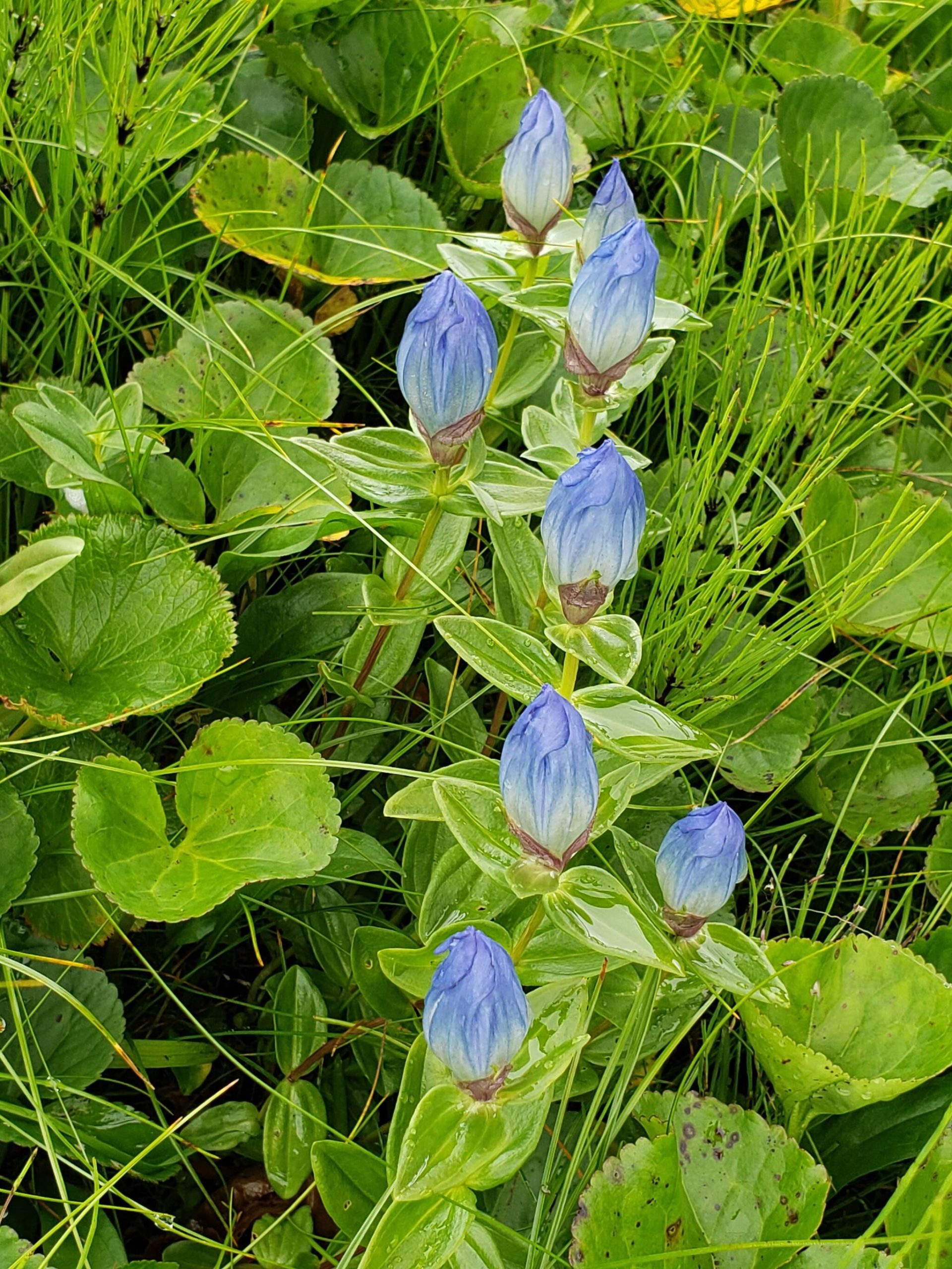 Broad-petaled gentians usually grow in subalpine meadows. (Courtesy Photo / David Bergeson)