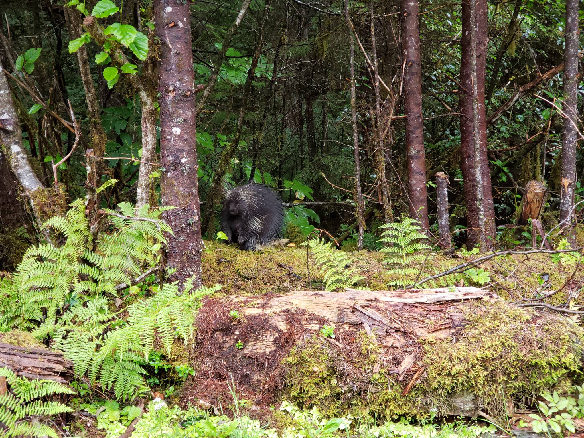 This porcupine stubbornly refused to abandon its leafy lunch entirely, and went right back to it when we passed by. (Courtesy Photo / David Bergeson)