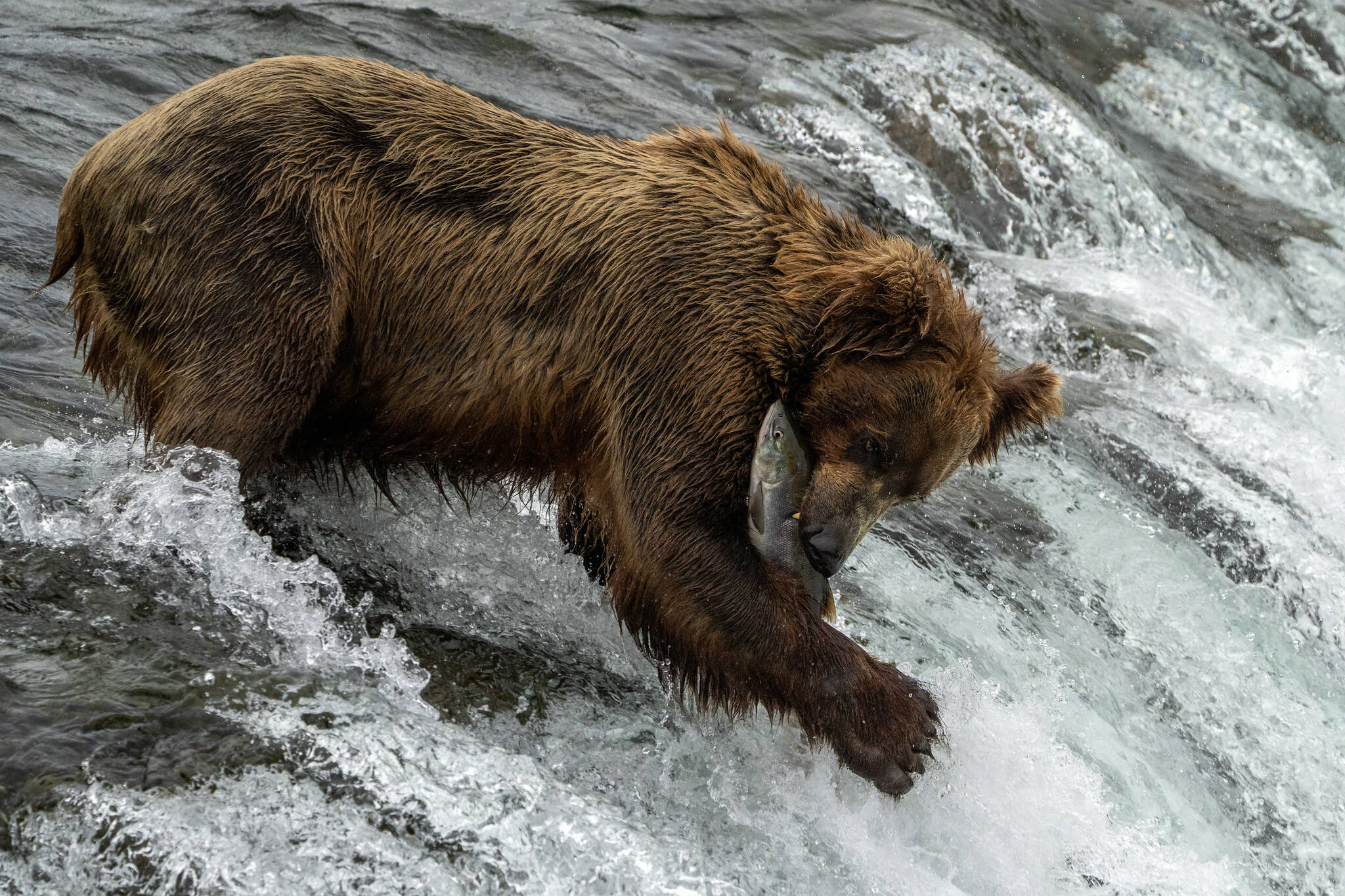 Bears show off full bellies at Katmai for Fat Bear Week Juneau Empire