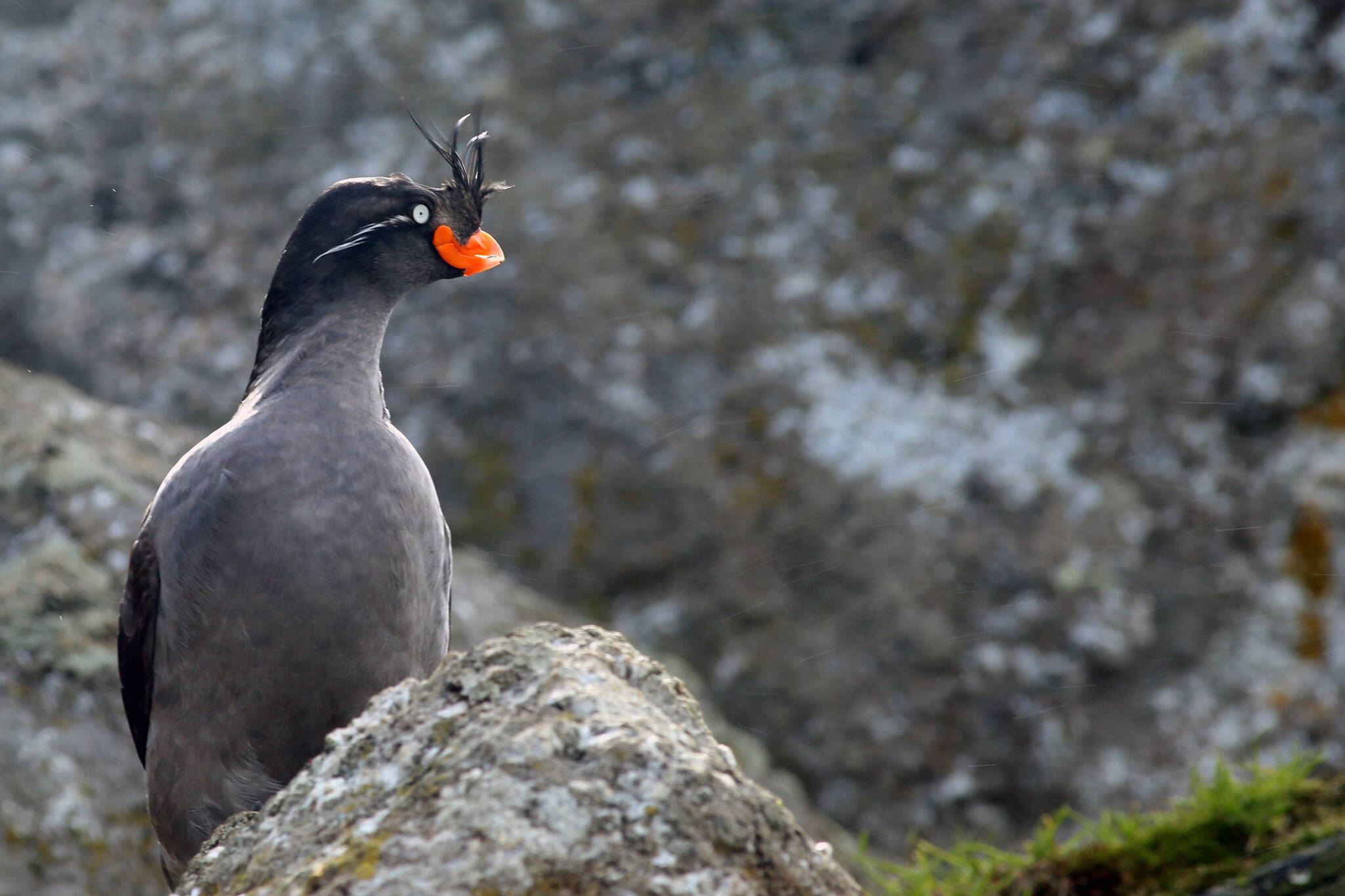 A crested auklet, a seabird that breeds on the islands of western Alaska including the Aleutians.(Courtesy Photo / Hector Douglas)