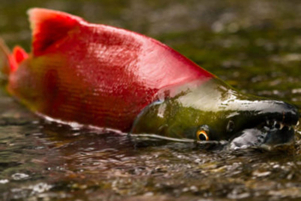 Fish Facts: how Bristol Bay sockeye suit up to spawn