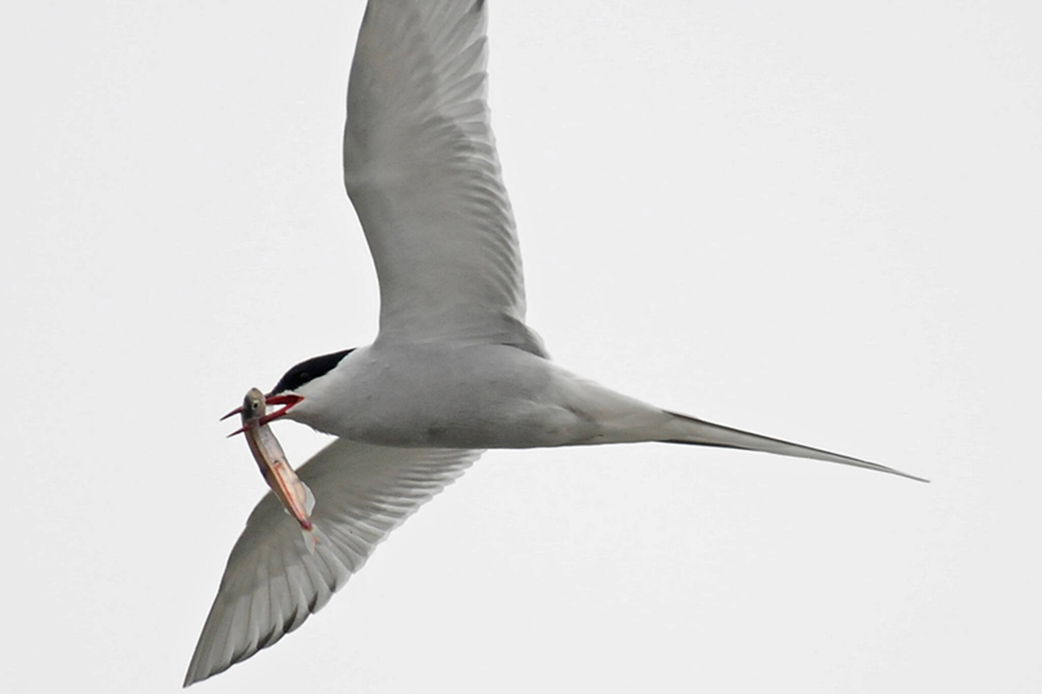 An Arctic tern carries a capelin, perhaps to a waiting female near a nest site. (Courtesy Photo / Bob Armstrong)