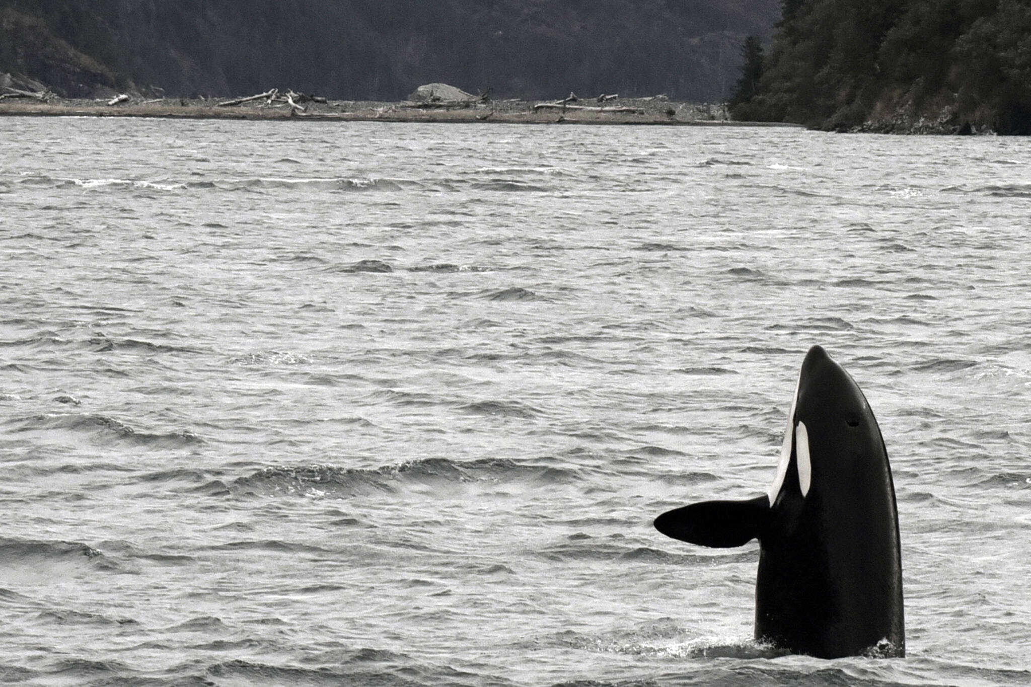 Killer whales in the Gulf of Alaska. (Courtesy Photo / North Gulf Oceanic Society, NMFS research permit 20341)