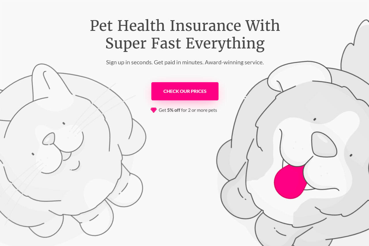 Lemonade Pet Health Insurance Reviews Is It Right For You? Cool Rabbits