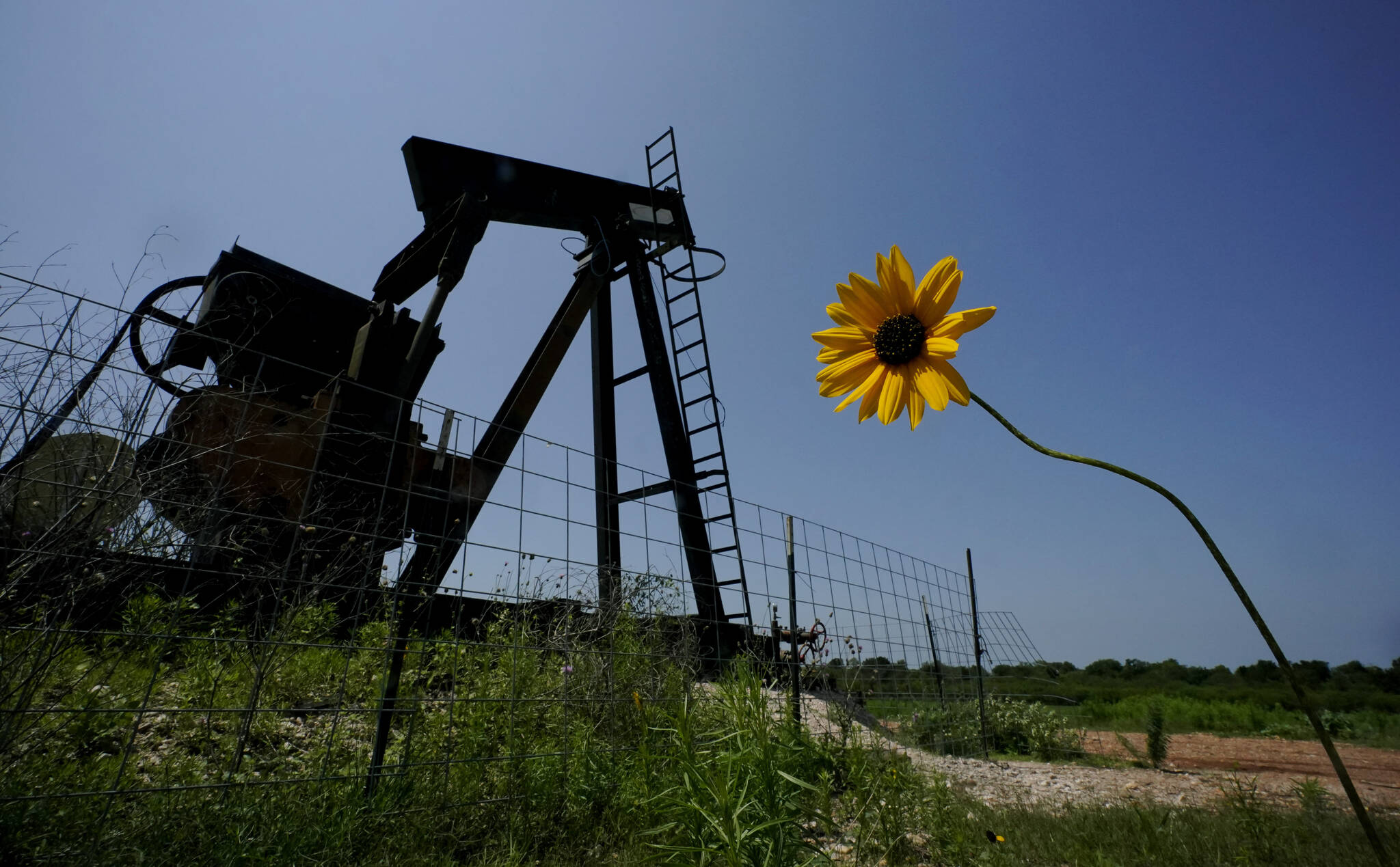 A wildflower blows in the wind near an old pump jack on Molly Rooke’s ranch, Tuesday, May 18, 2021, near Refugio, Texas. Oil and gas drilling began on the ranch in the 1920s and there were dozens of orphaned wells that needed to be plugged for safety and environmental protection. According to the U.S. Department of the Interior, Alaska will receive more than $32 million for clean up efforts. (AP Photo/Eric Gay)