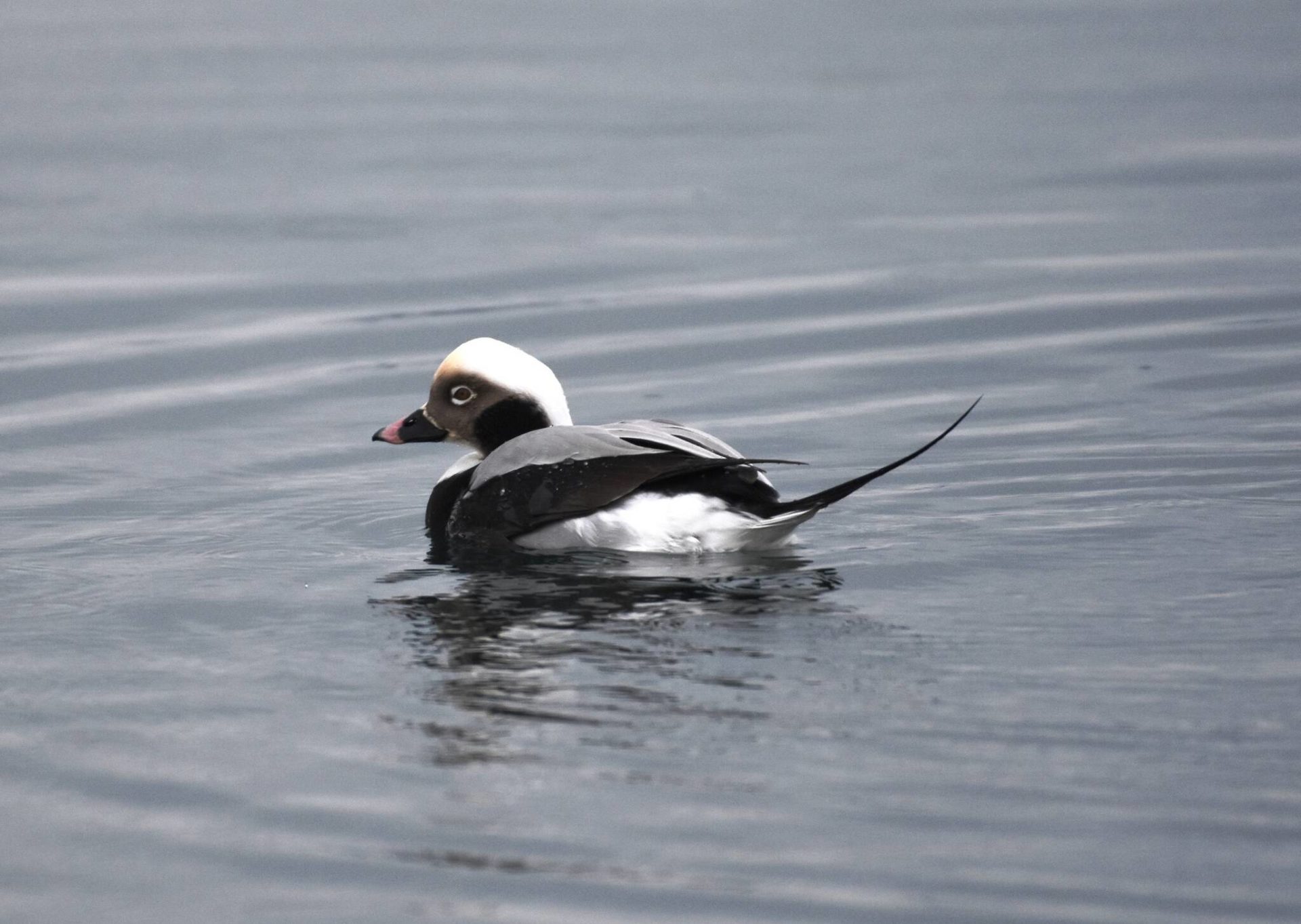 Audubon Society Invites You To Participate In Great Backyard Bird Count 