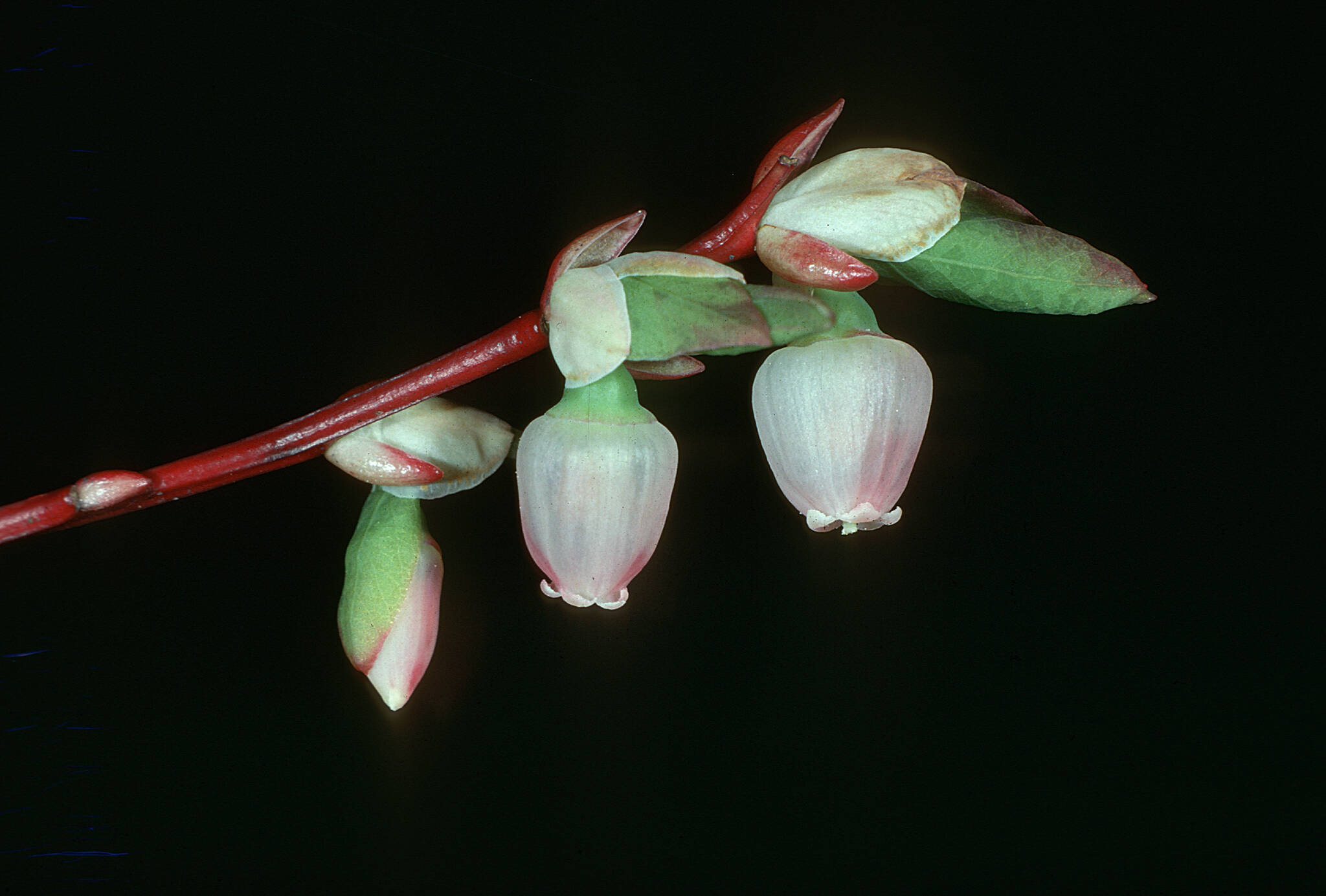 Blueberry flowers bloom in some sites in early March (Courtesy Photo / Bob Armstrong)