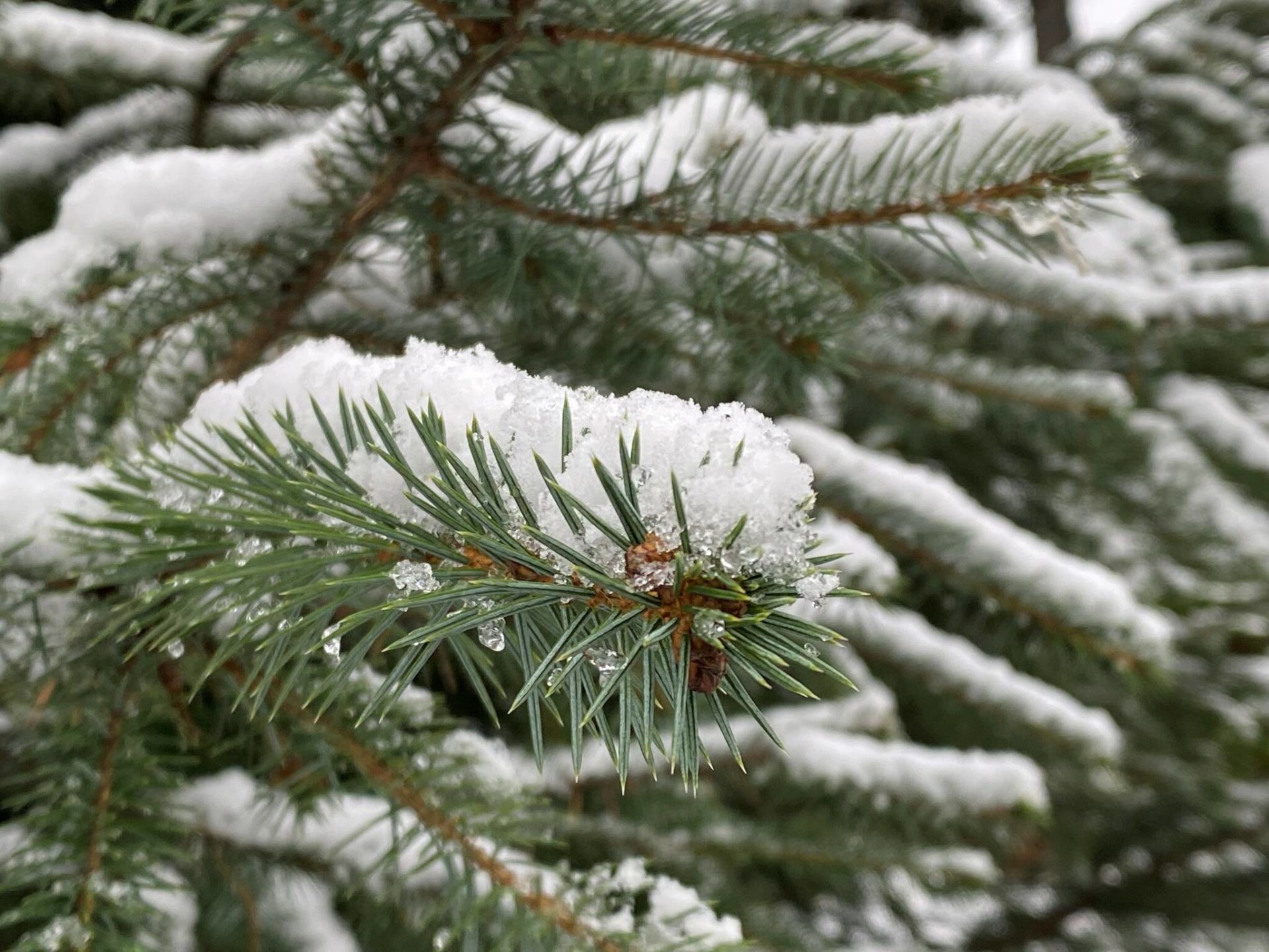 Planet Alaska: Spruce tips for all seasons | Juneau Empire