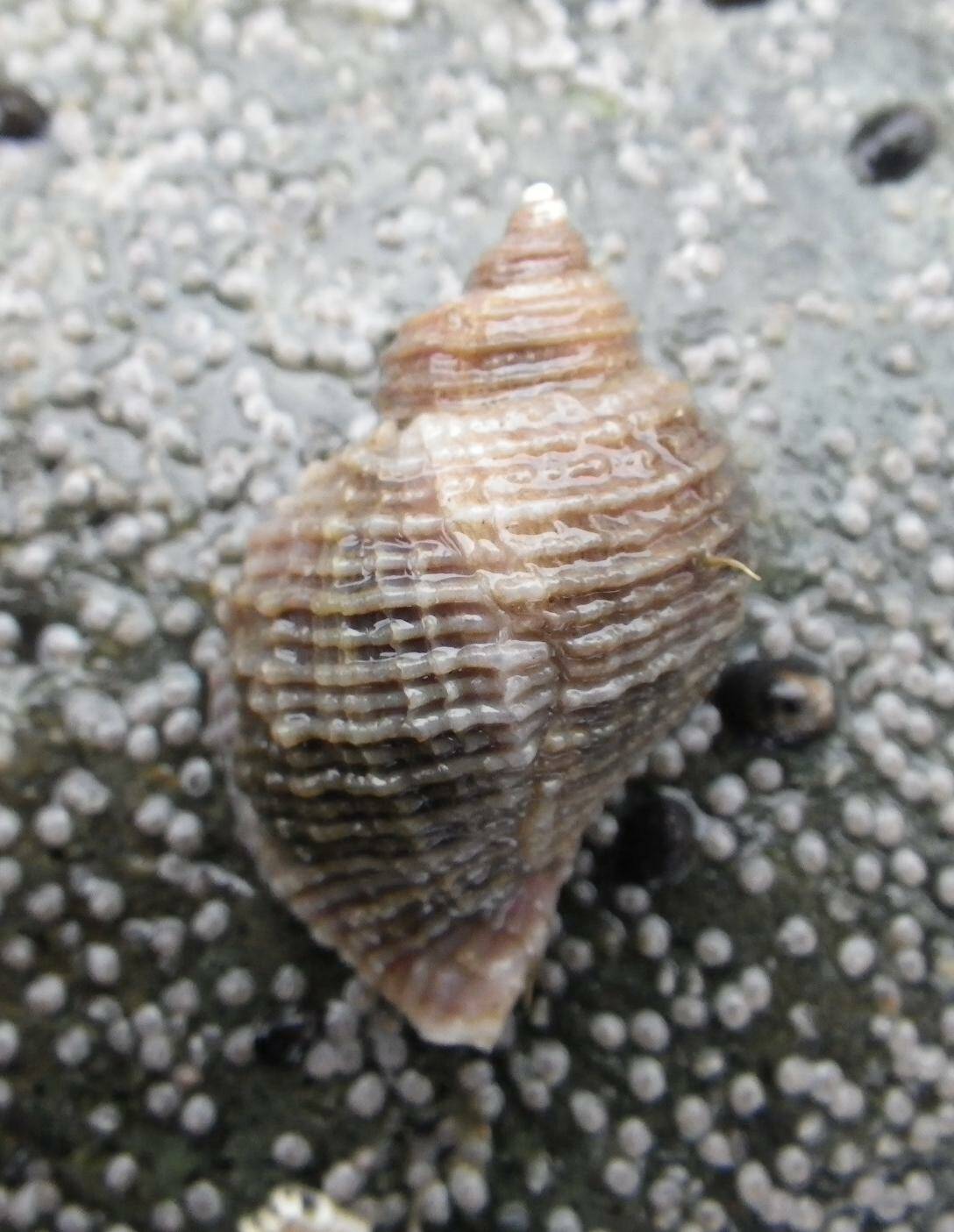 The file whelk (Nucella lima) preys on molluscs and barnacles by boring through the shells. (Courtesy Photo / Aaron Baldwin)