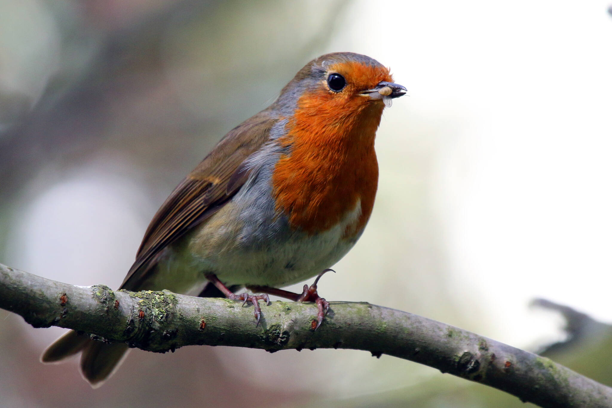 What's the Difference: European Robin vs American Robin - Birds