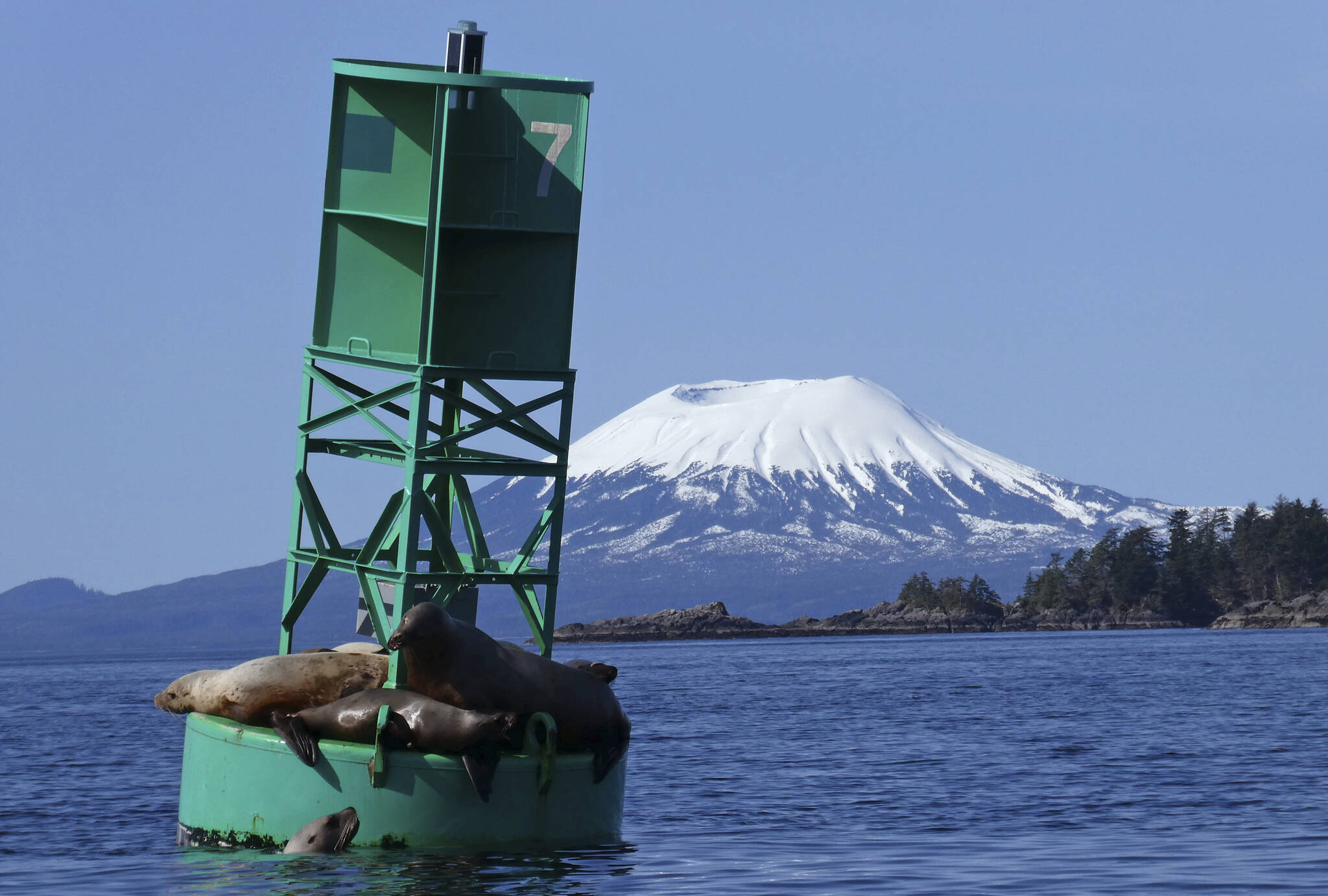 With Mount Edgecumbe in the background, a sea lion pops its head out of the water next to a buoy crowded with other sea lions in Sitka, Alaska on April 7, 2018. A swarm of hundreds of small earthquakes have been reported near Mount Edgecumbe volcano 15 miles west of Sitka, in southeast Alaska. The reason for the swarm is not known, officials at the Alaska Volcano Observatory said Wednesday, April 13, 2022. (AP Photo / Becky Bohrer)