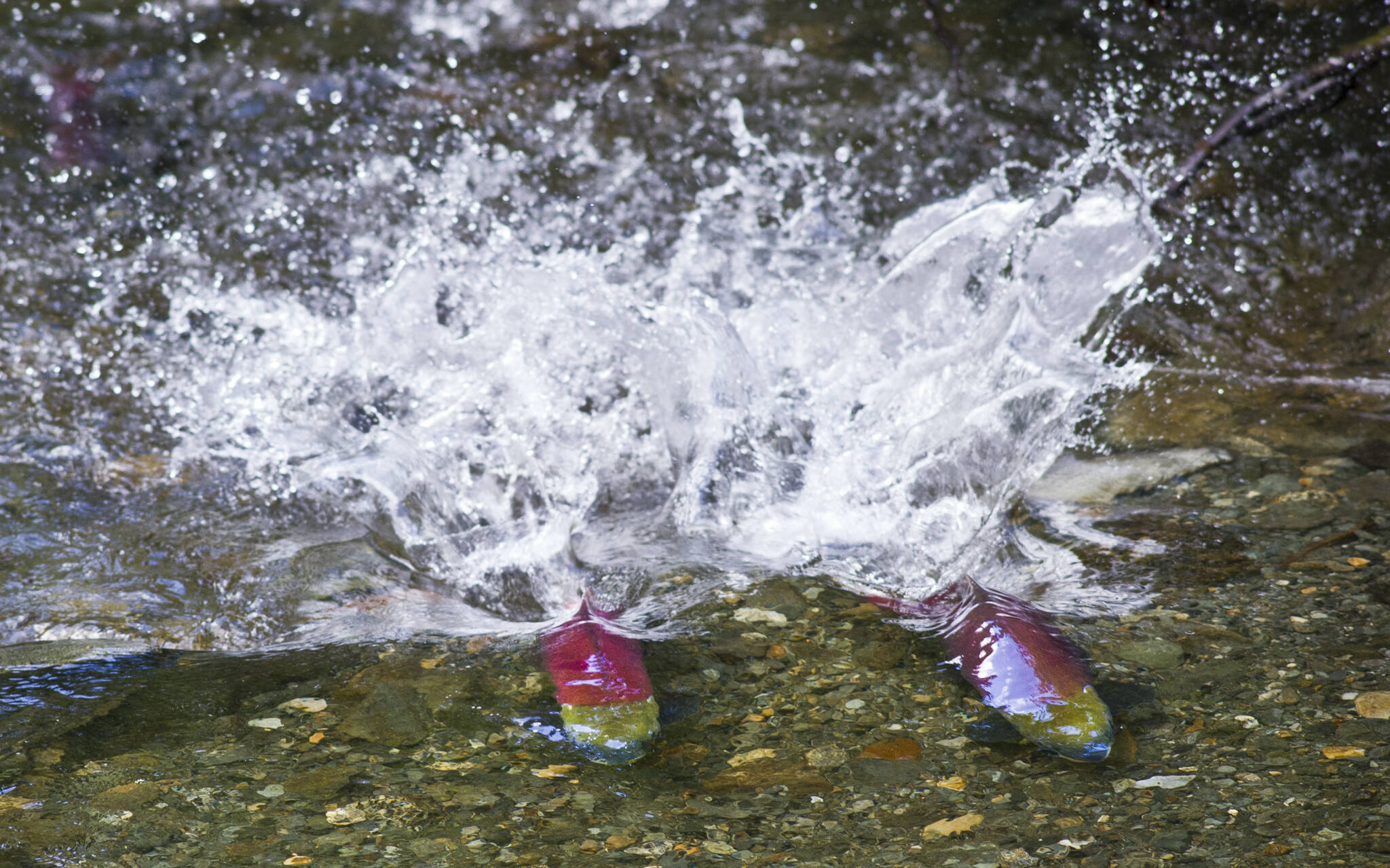 In this 2015 photo, two male sockeye salmon battle for territory in Steep Creek near the Mendenhall Glacier Visitor Center (Michael Penn / Juneau Empire File)