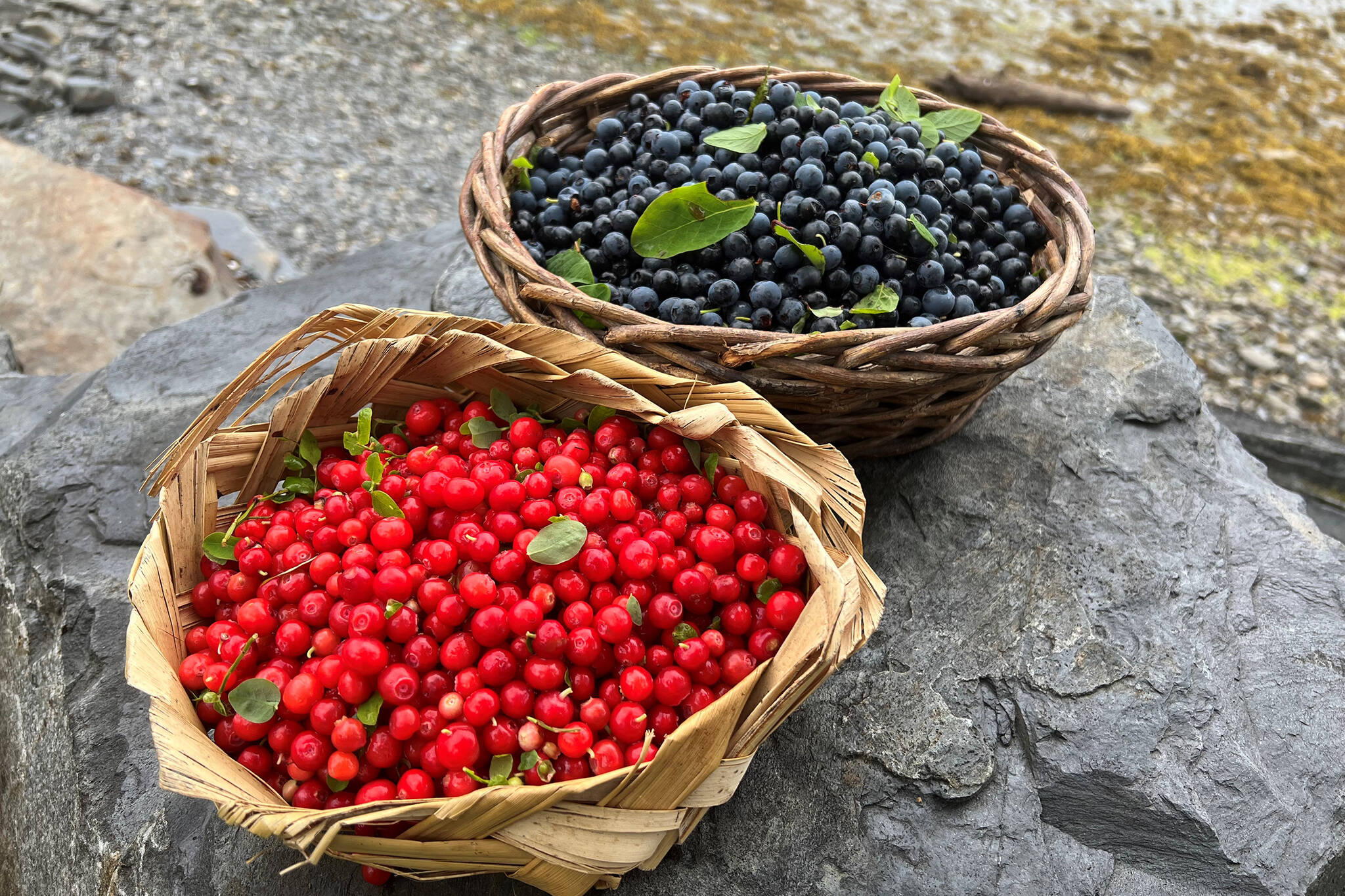 Red huckleberries and blueberries in Wrangell at Mickey’s Fishcamp. (Courtesy Photo/ Vivian Faith Prescott)
