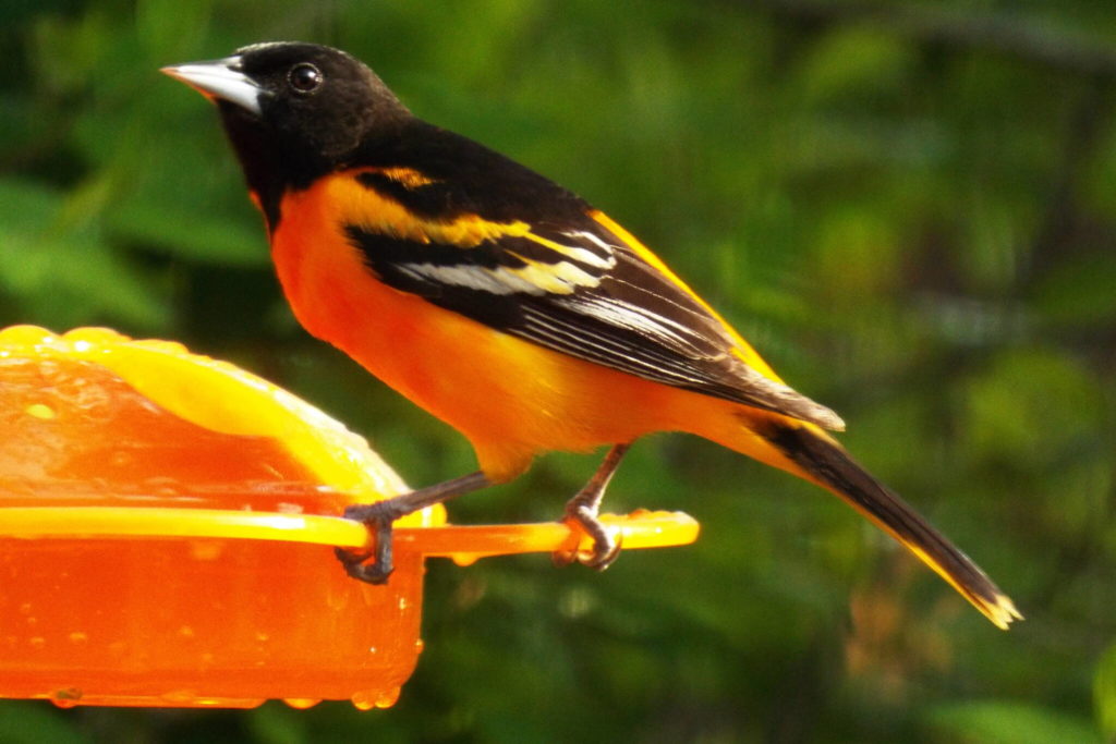 On The Trails The Colorful World Of Birds Juneau Empire